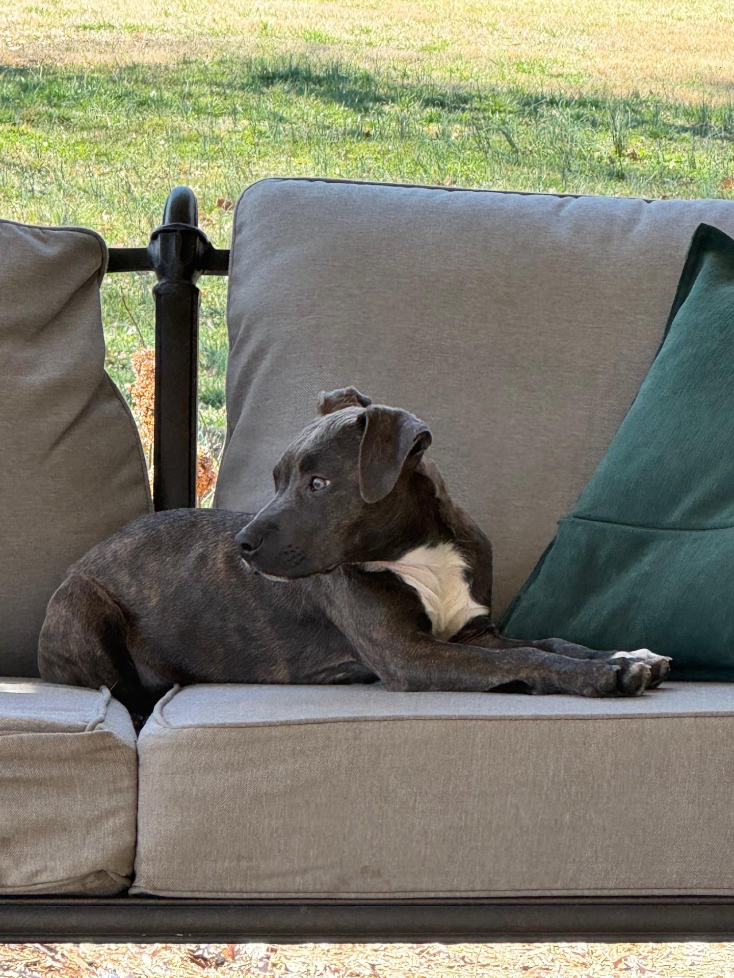 Enlarge Ava, a Adoptable mixed breed in Monroe, NC image 4/4