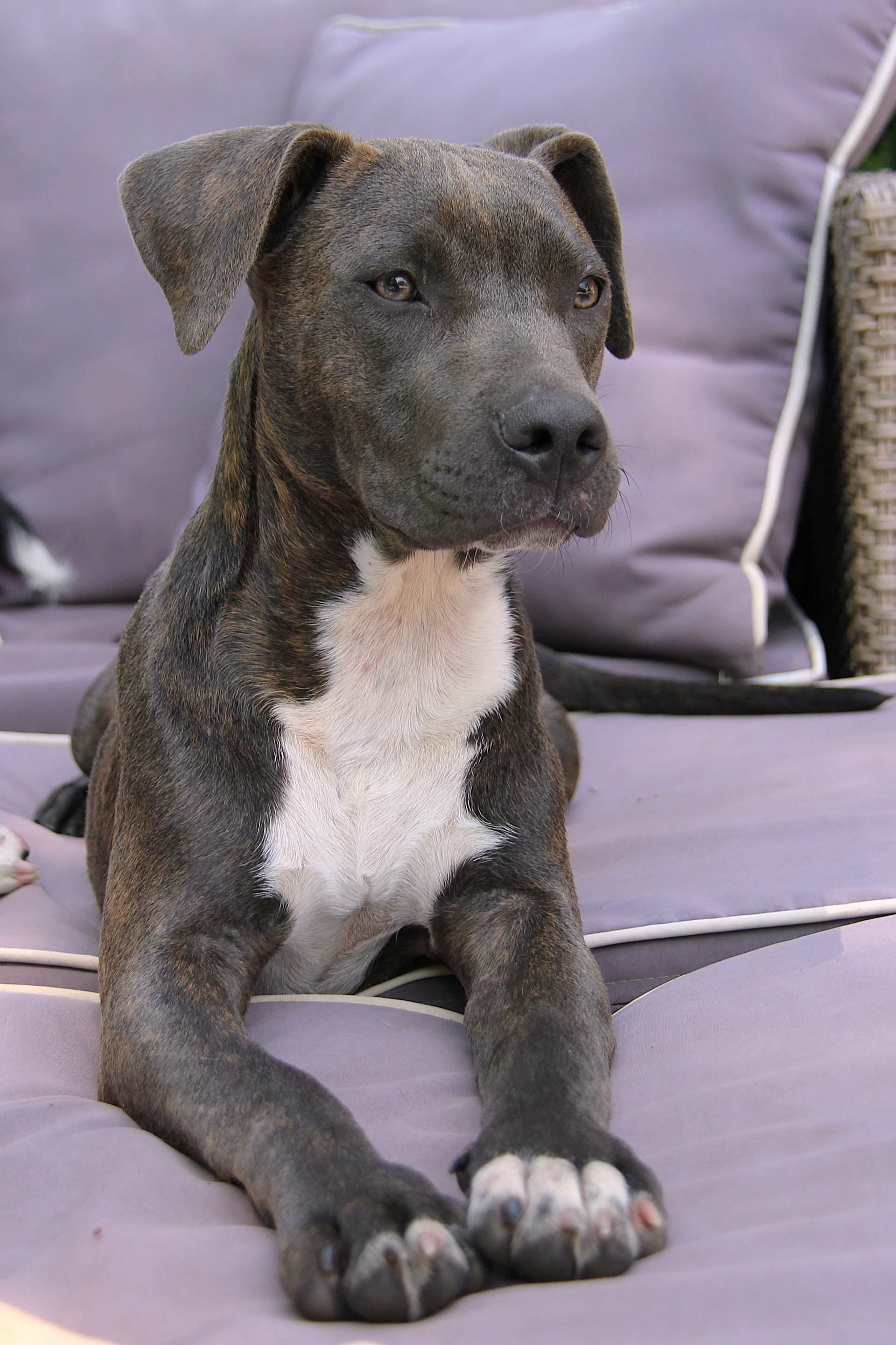 Enlarge Ava, a Adoptable mixed breed in Monroe, NC image 2/4