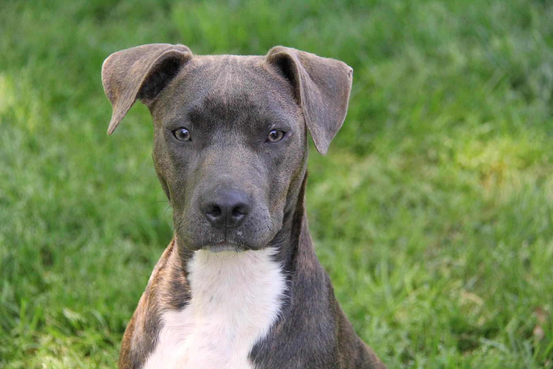 Enlarge Ava, a Adoptable mixed breed in Monroe, NC image 4/4