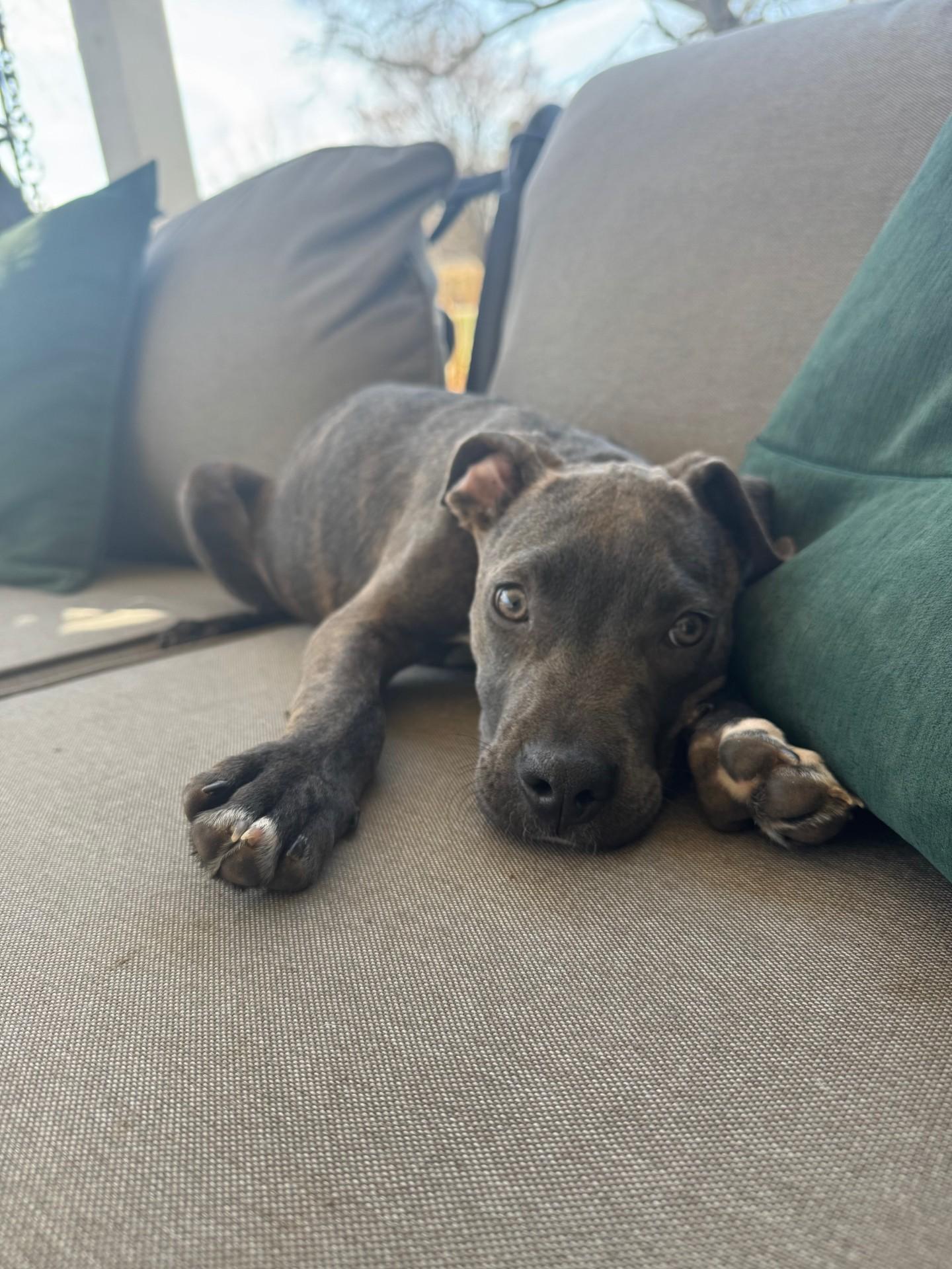 Ava, Adoptable, Puppy Female Pit Bull Terrier.