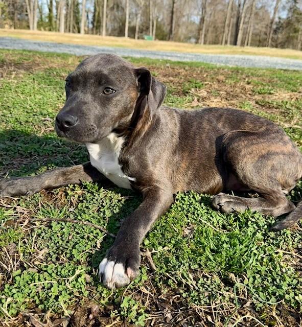 Enlarge Ava, a Adoptable mixed breed in Monroe, NC image 3/4