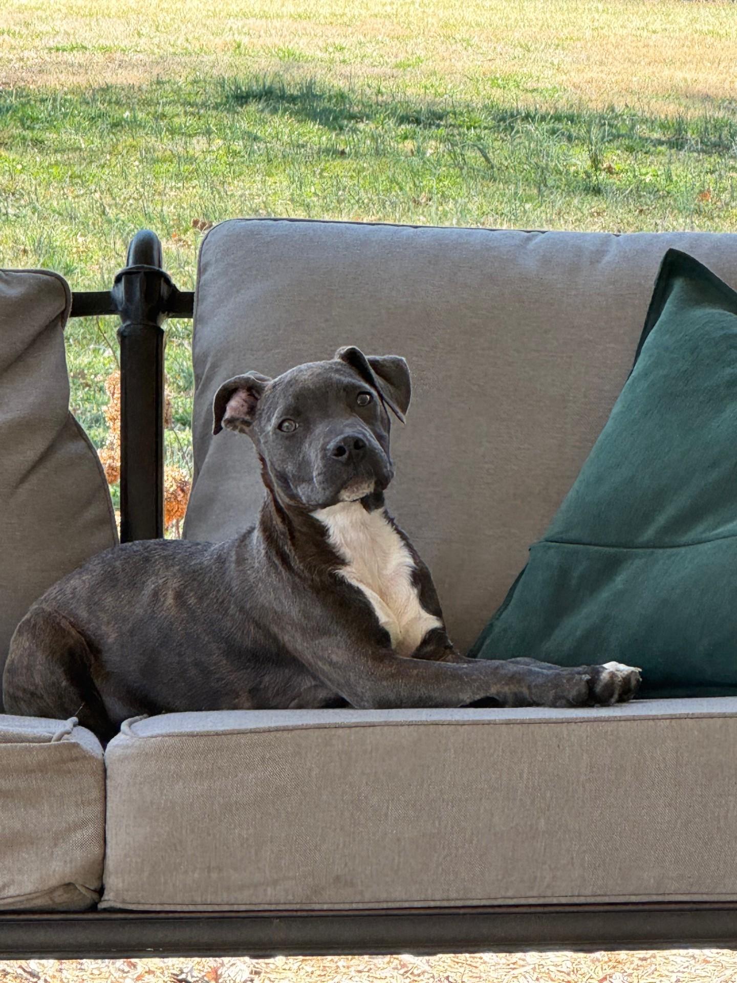 Enlarge Ava, a Adoptable mixed breed in Monroe, NC image 2/4