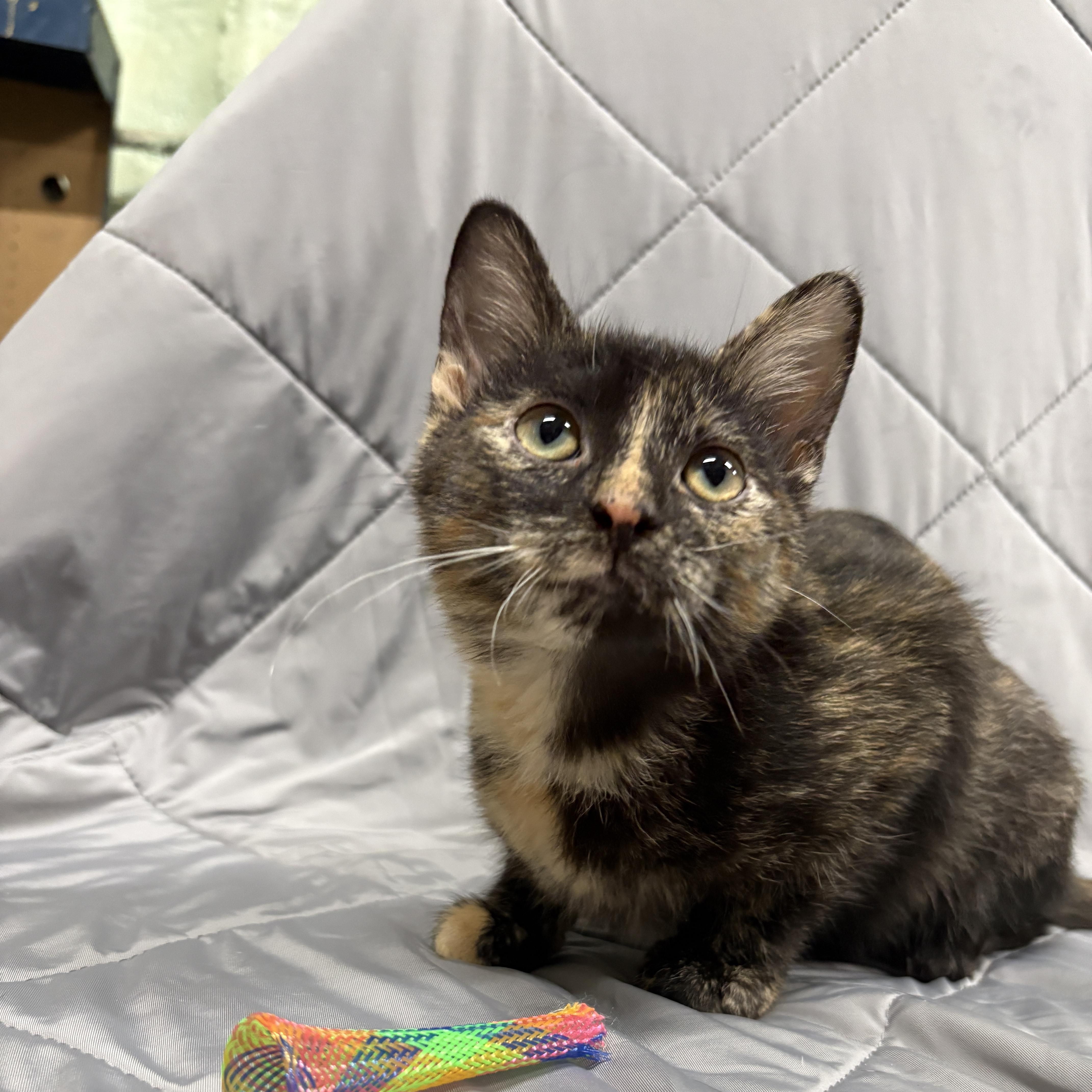 Enlarge PRECIOUS, an adopted Domestic Short Hair in Tillsonburg, ON image 1/6
