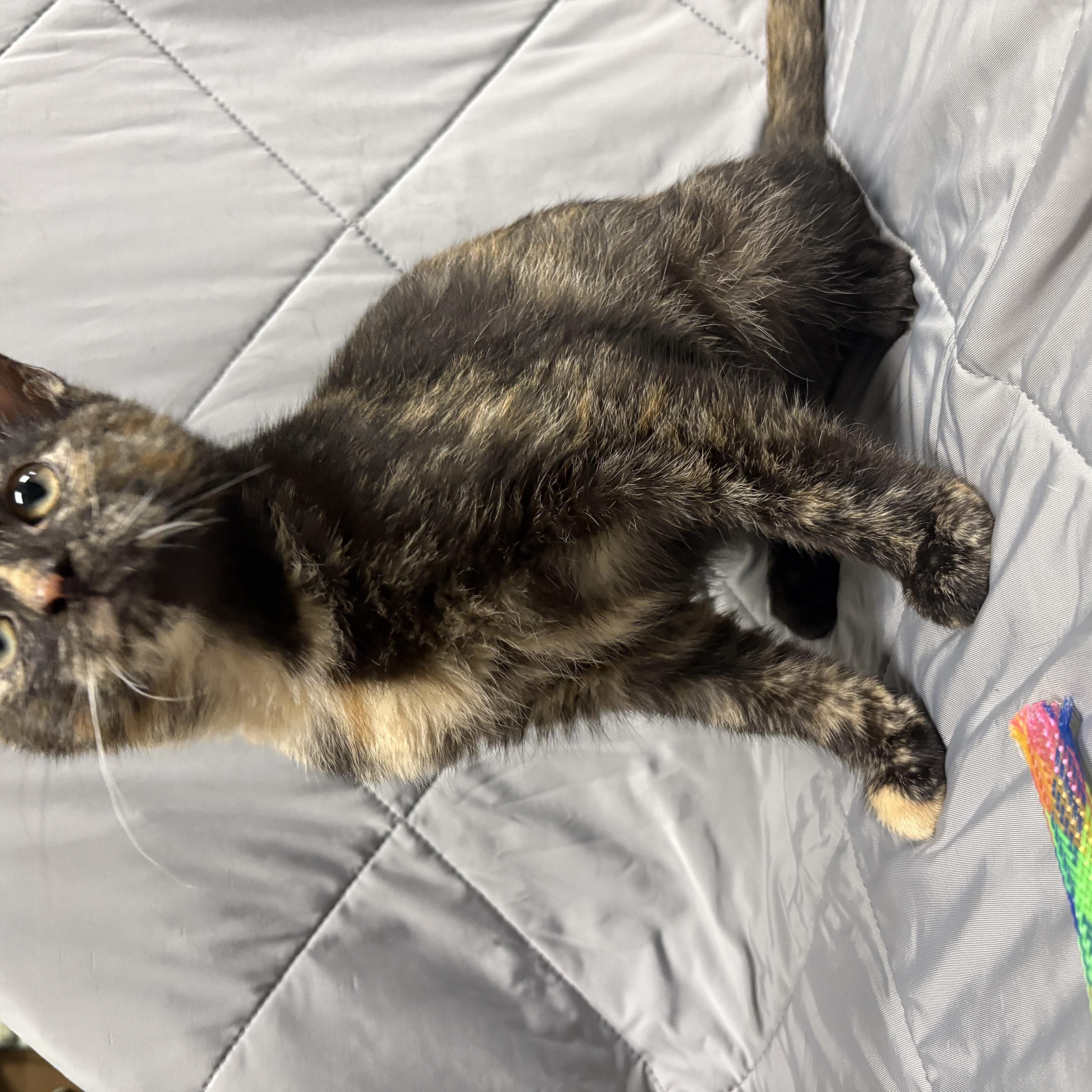 Enlarge PRECIOUS, an adopted Domestic Short Hair in Tillsonburg, ON image 2/6