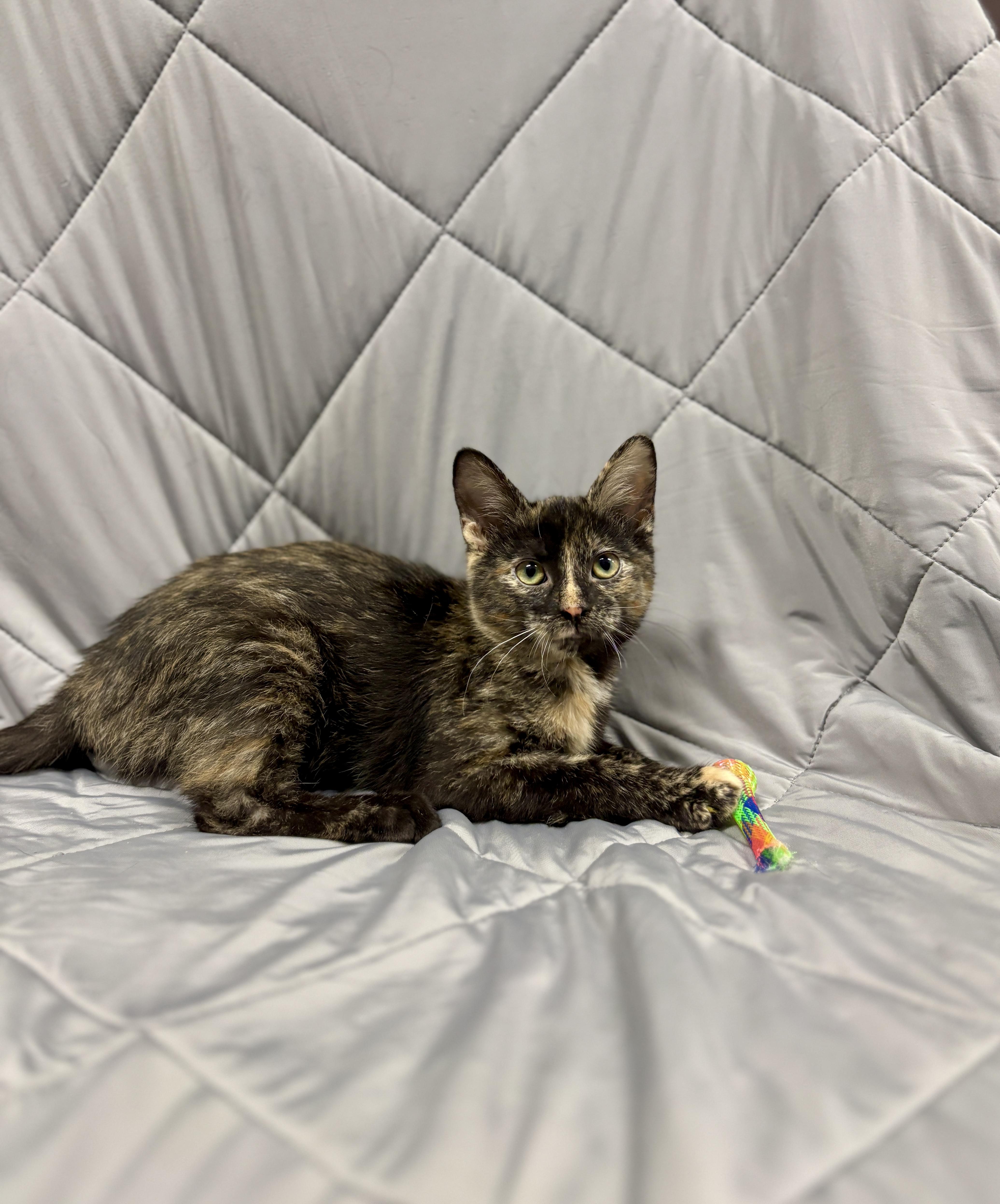 Enlarge PRECIOUS, an adopted Domestic Short Hair in Tillsonburg, ON image 3/6