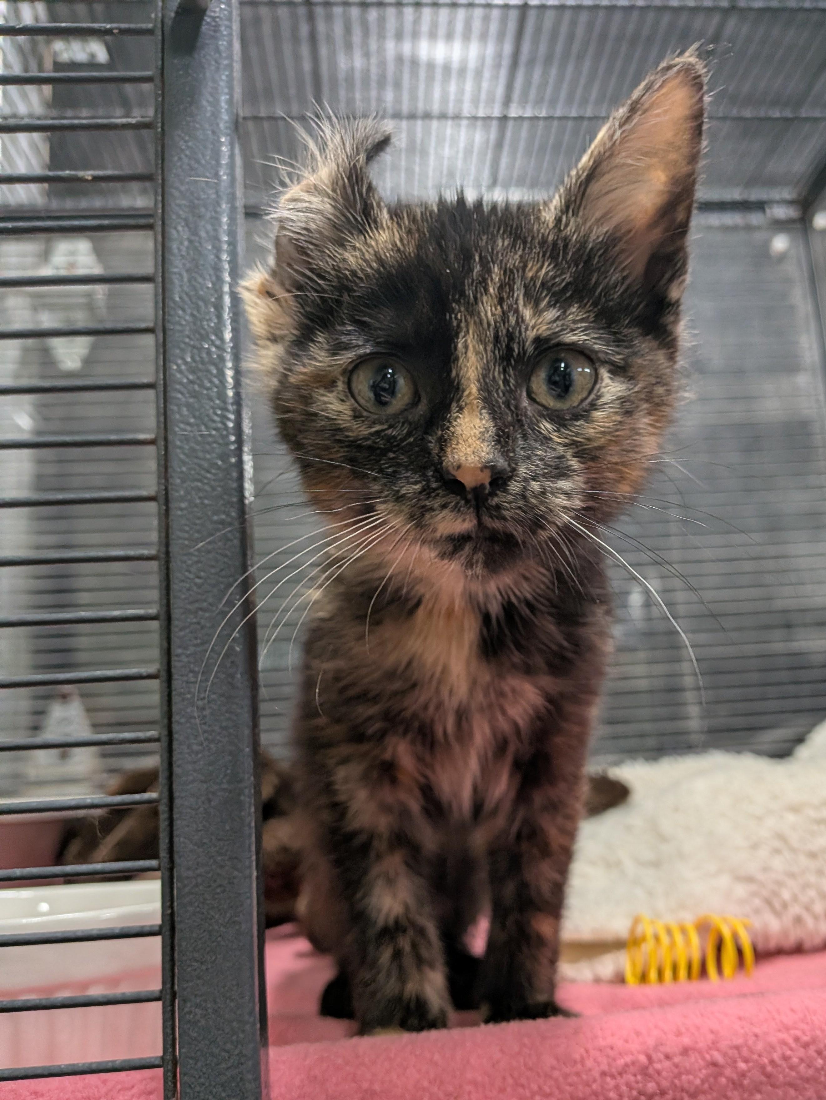 Enlarge PRECIOUS, an adopted Domestic Short Hair in Tillsonburg, ON image 5/6