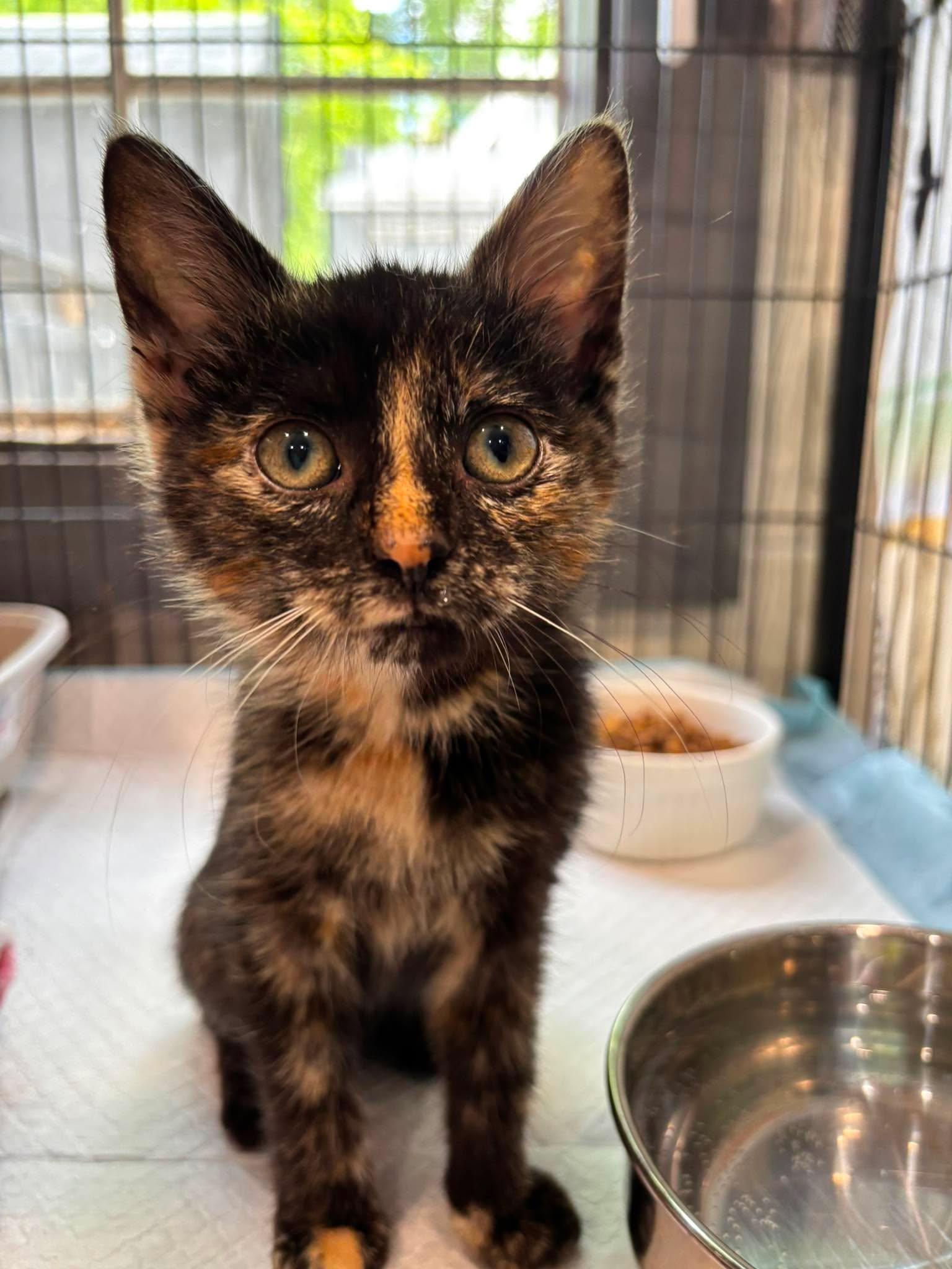 Enlarge PRECIOUS, an adopted Domestic Short Hair in Tillsonburg, ON image 4/6