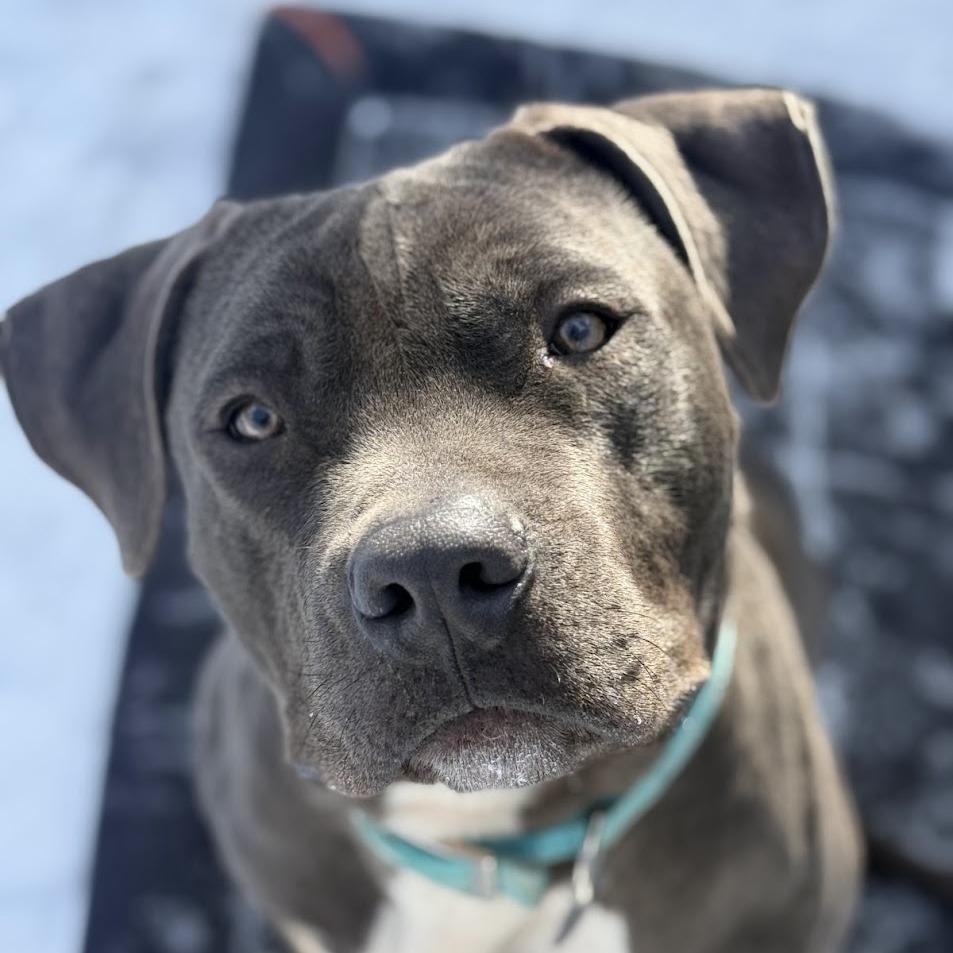 Enlarge Harley, a Adoptable Mixed Breed in Bangall, NY image 1/5