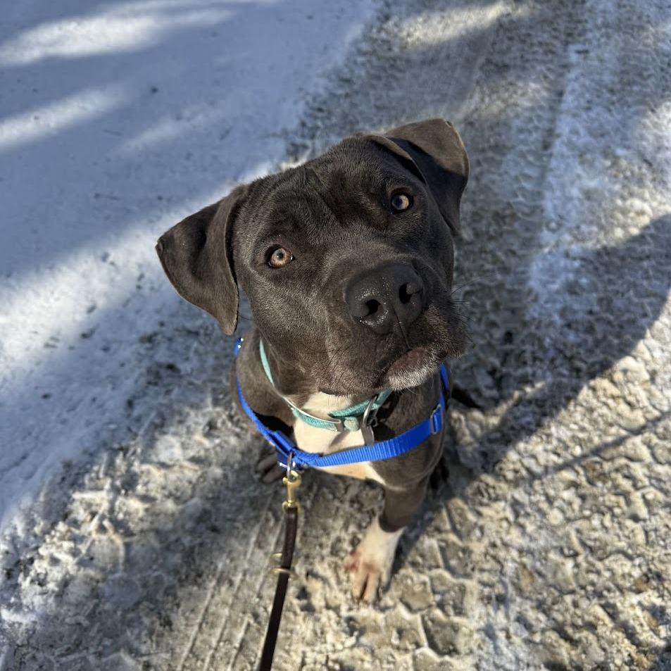 Enlarge Harley, a Adoptable Mixed Breed in Bangall, NY image 2/5