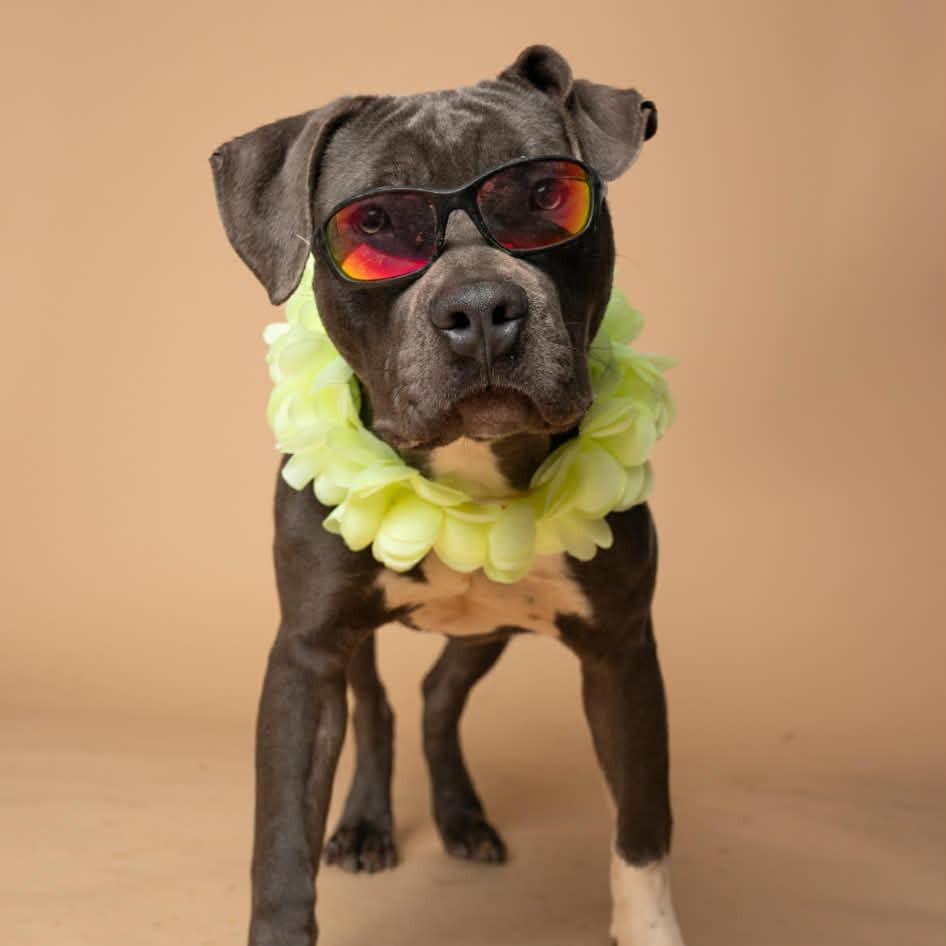 Enlarge Harlem, a Adoptable Mixed Breed in Bangall, NY image 1/2