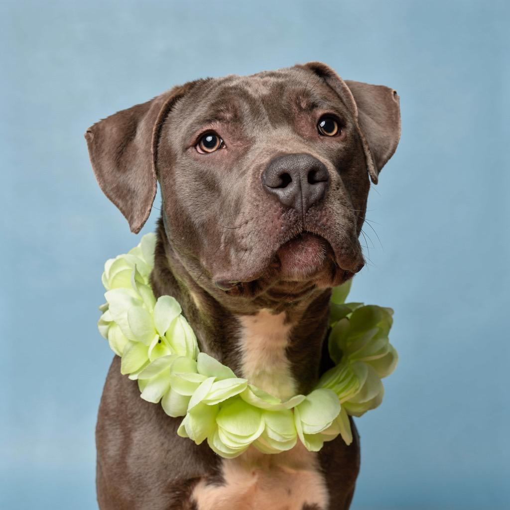 Enlarge Harlem, a Adoptable Mixed Breed in Bangall, NY image 2/2