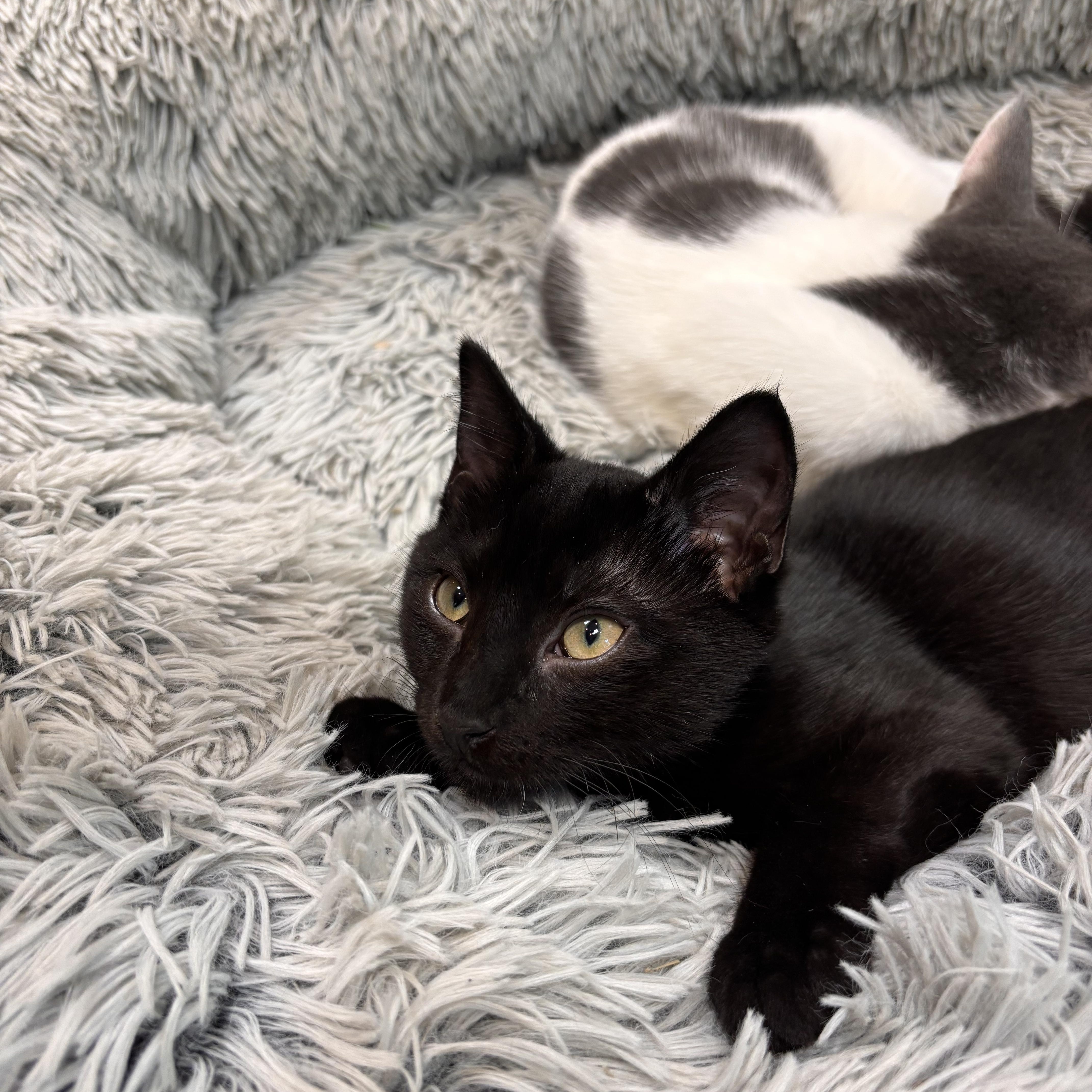 Pilot, an adoptable American Shorthair in Charleston, SC image 4/5