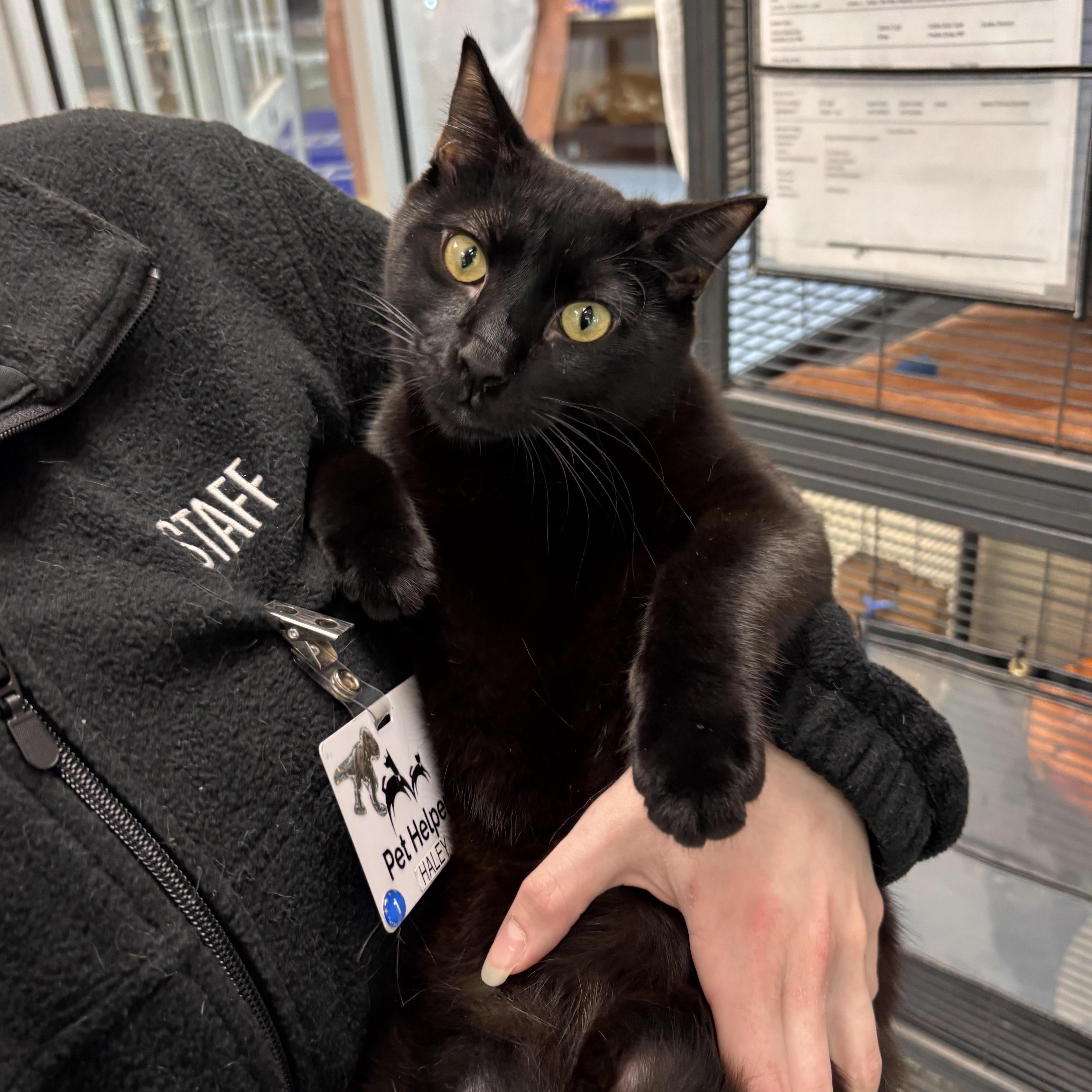 Pilot, an adoptable American Shorthair in Charleston, SC image 1/5