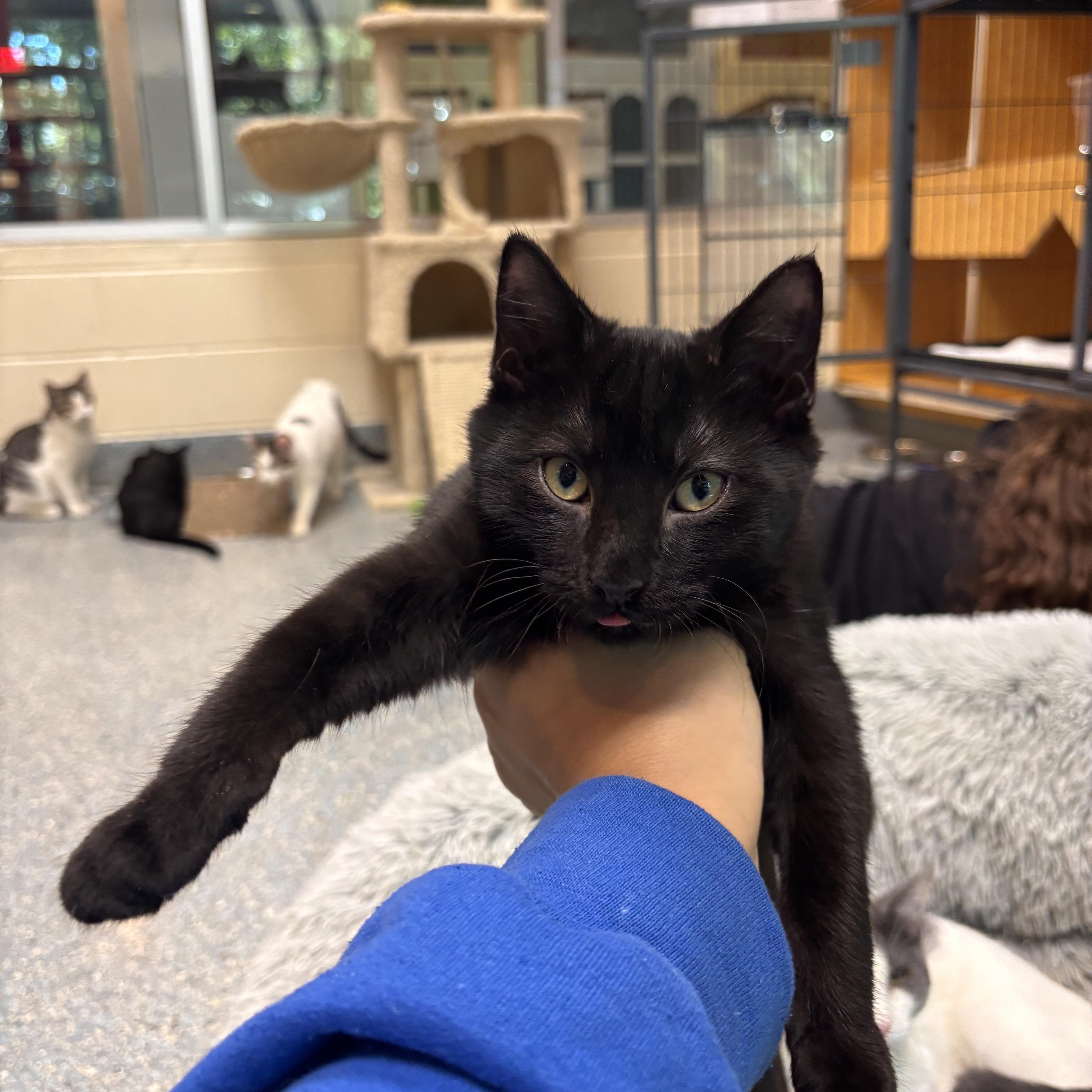 Pilot, an adoptable American Shorthair in Charleston, SC image 5/5