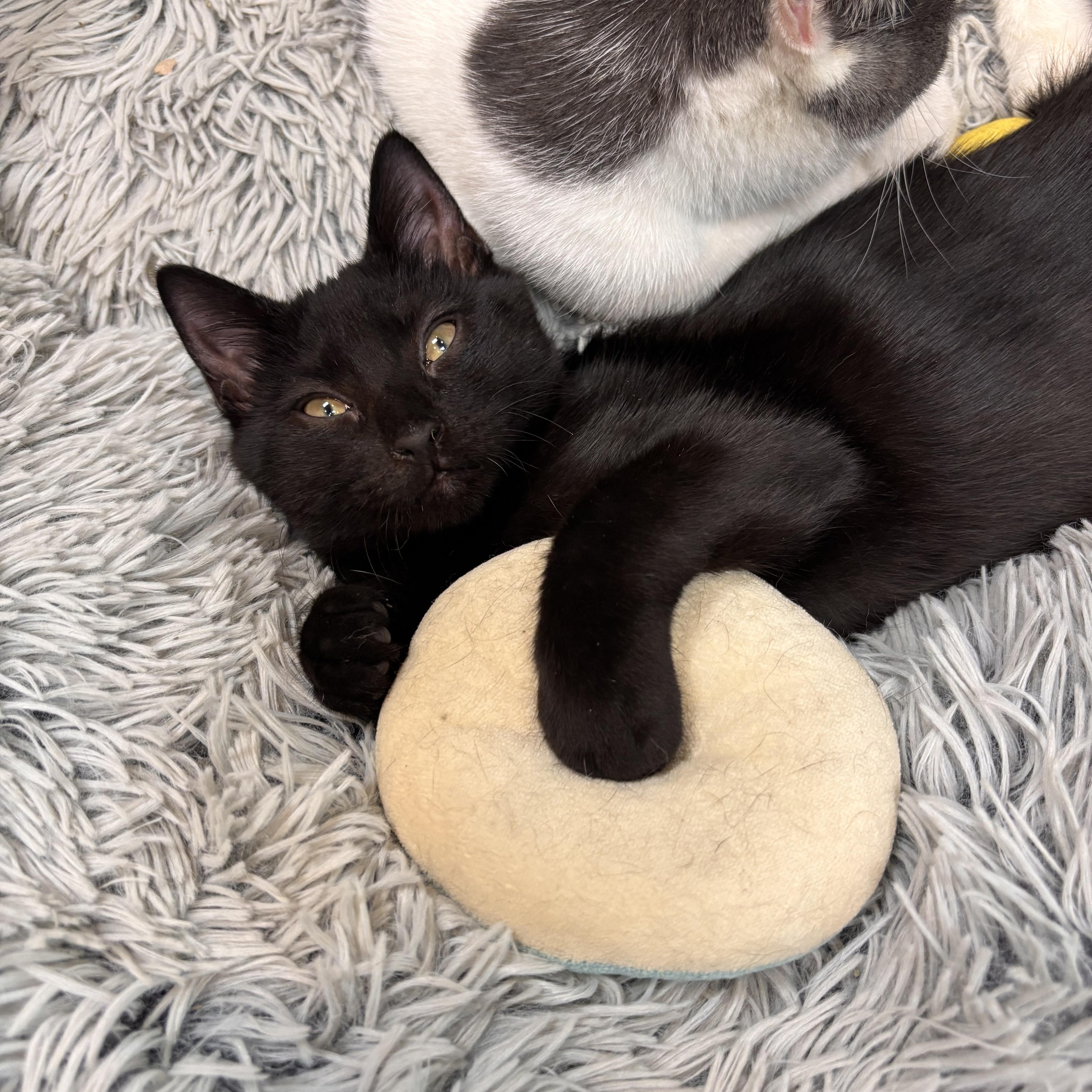 Pilot, an adoptable American Shorthair in Charleston, SC image 3/5