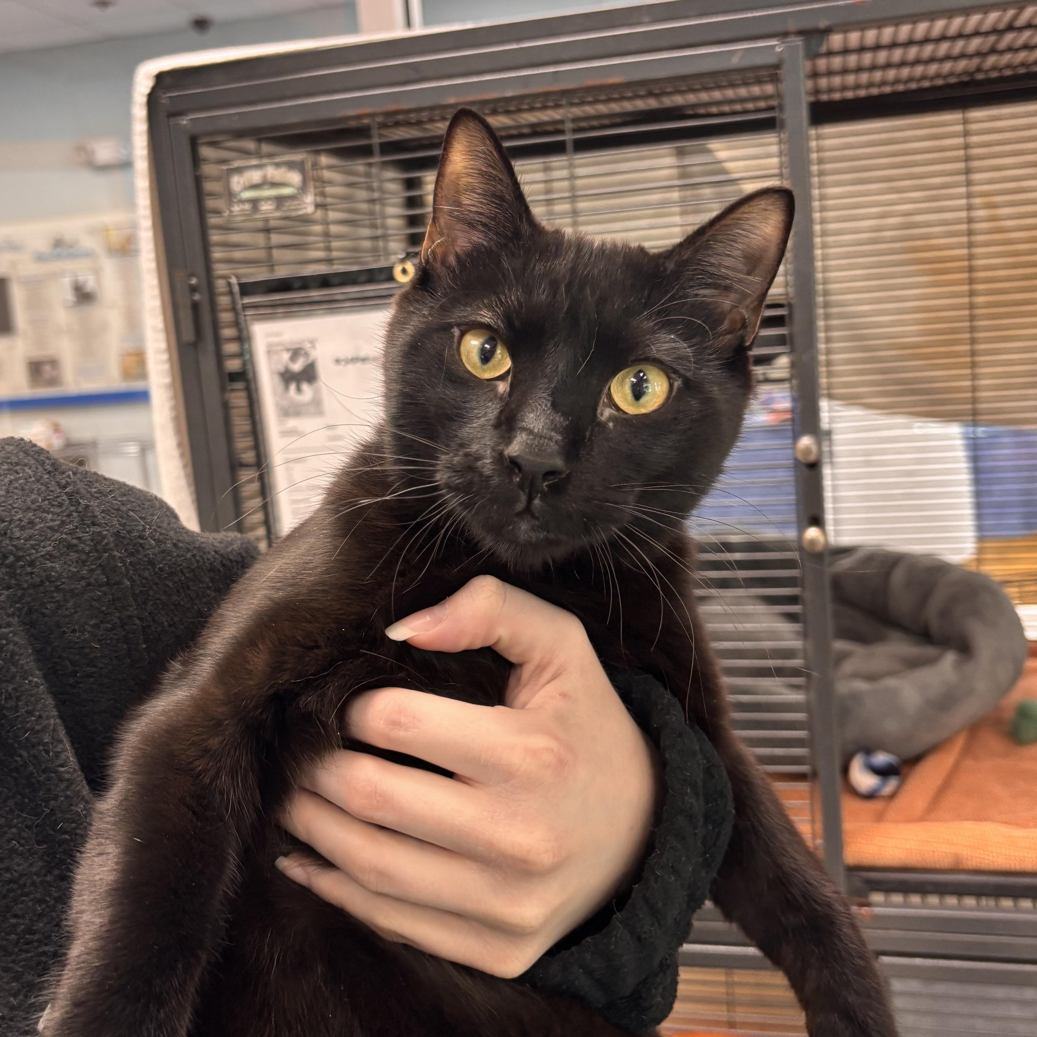 Pilot, an adoptable American Shorthair in Charleston, SC image 2/5