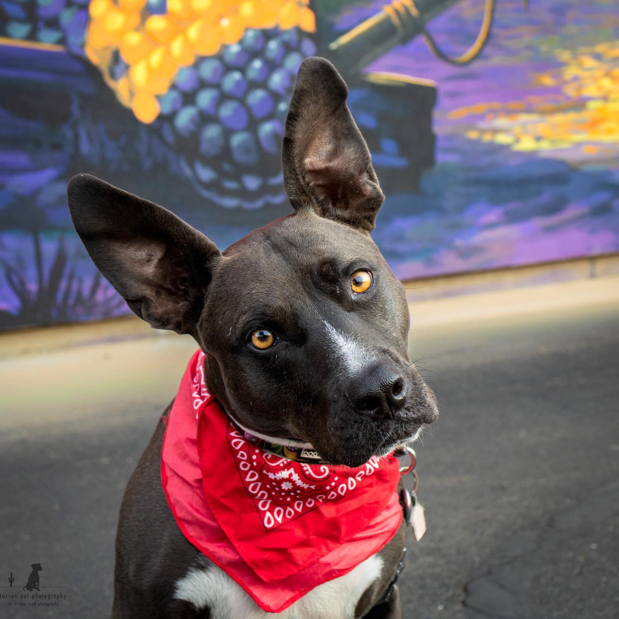 Enlarge Amber, a ADOPTABLE mixed breed in Tucson, AZ image 1/4