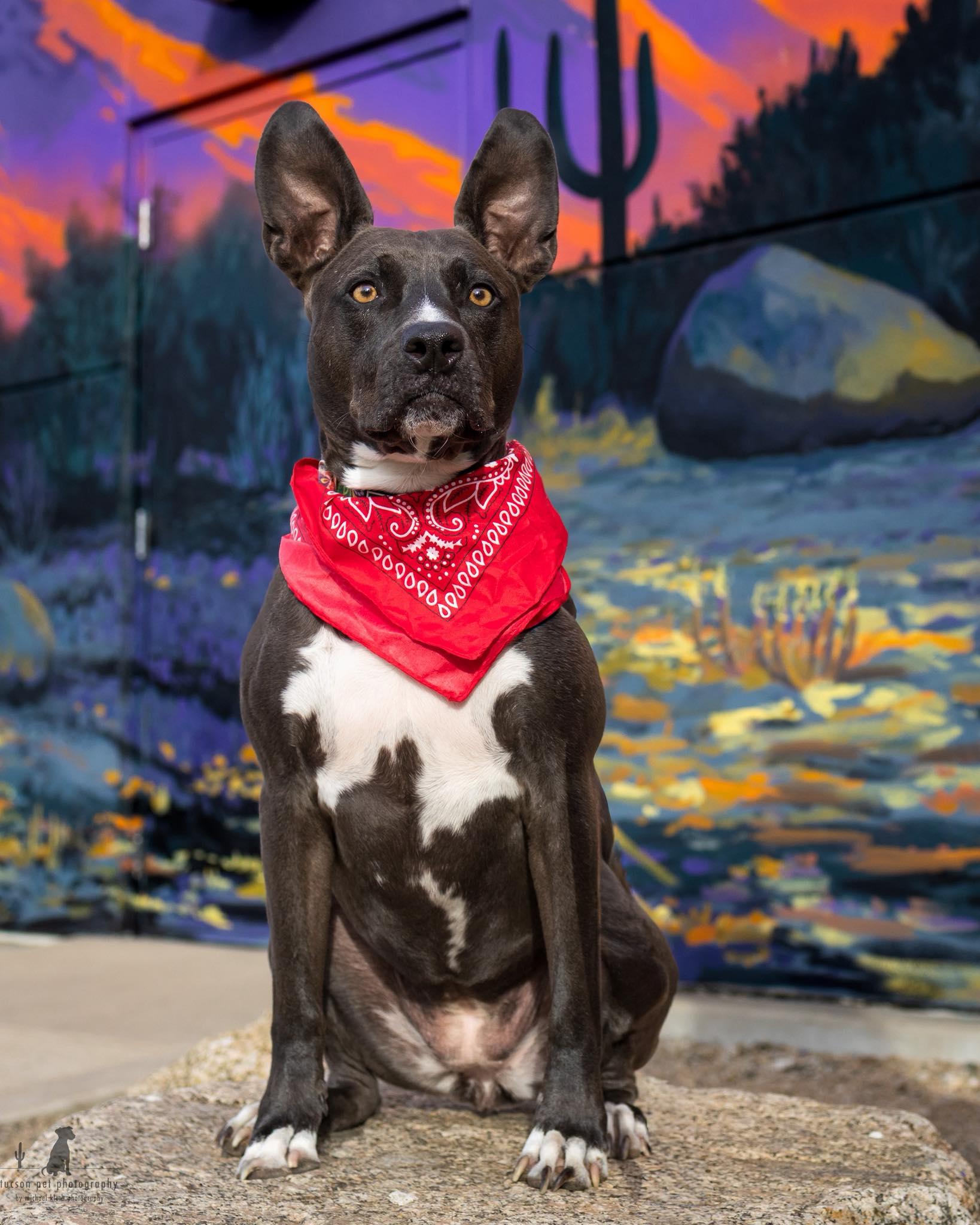 Enlarge Amber, a ADOPTABLE mixed breed in Tucson, AZ image 2/4