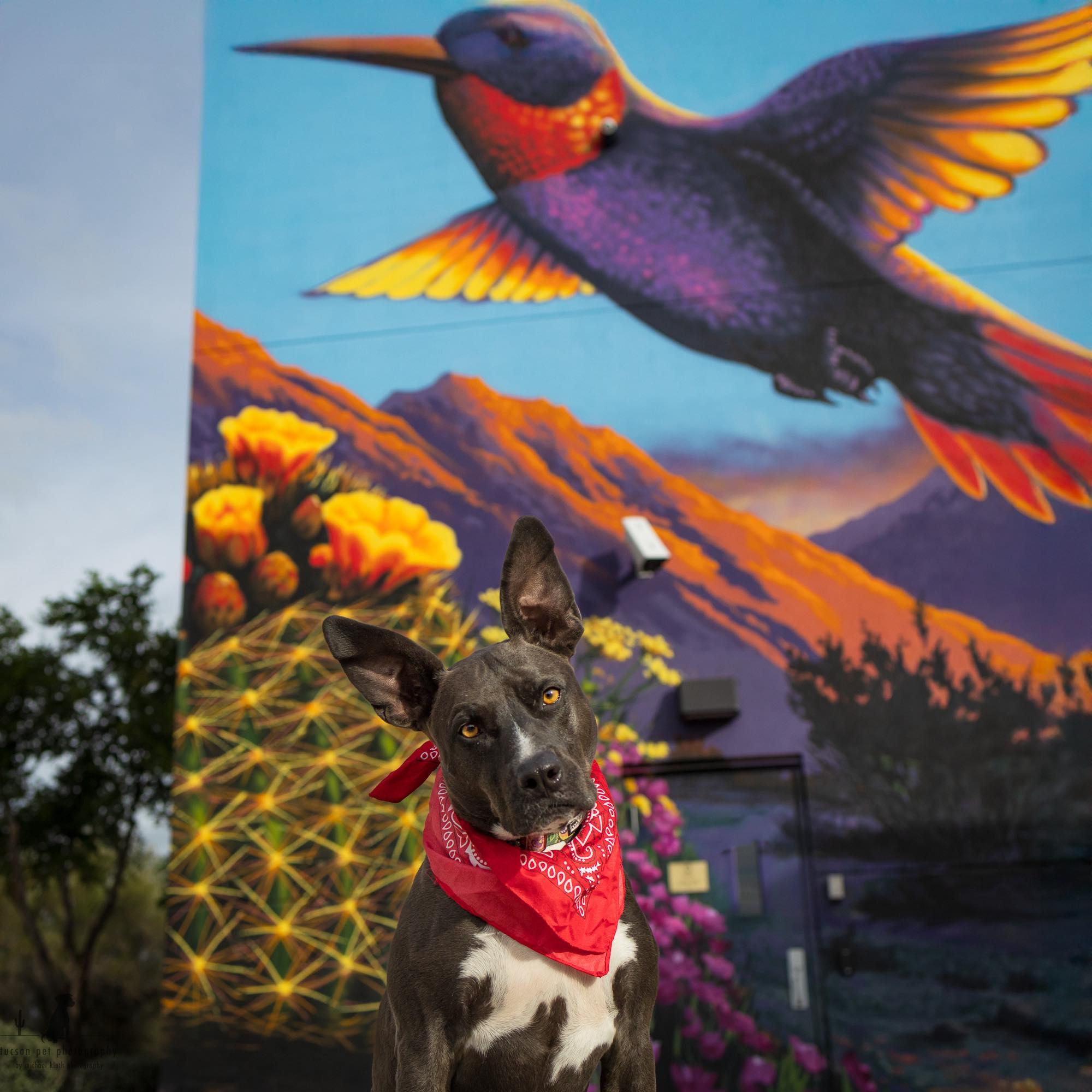 Enlarge Amber, a ADOPTABLE mixed breed in Tucson, AZ image 3/4