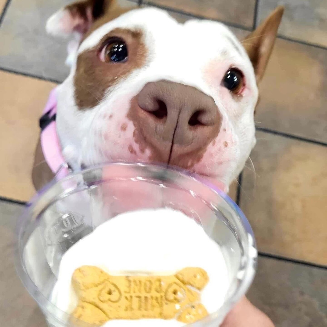 Enlarge Cocoa, a Adopted Pit Bull Terrier in Austin, TX image 1/6