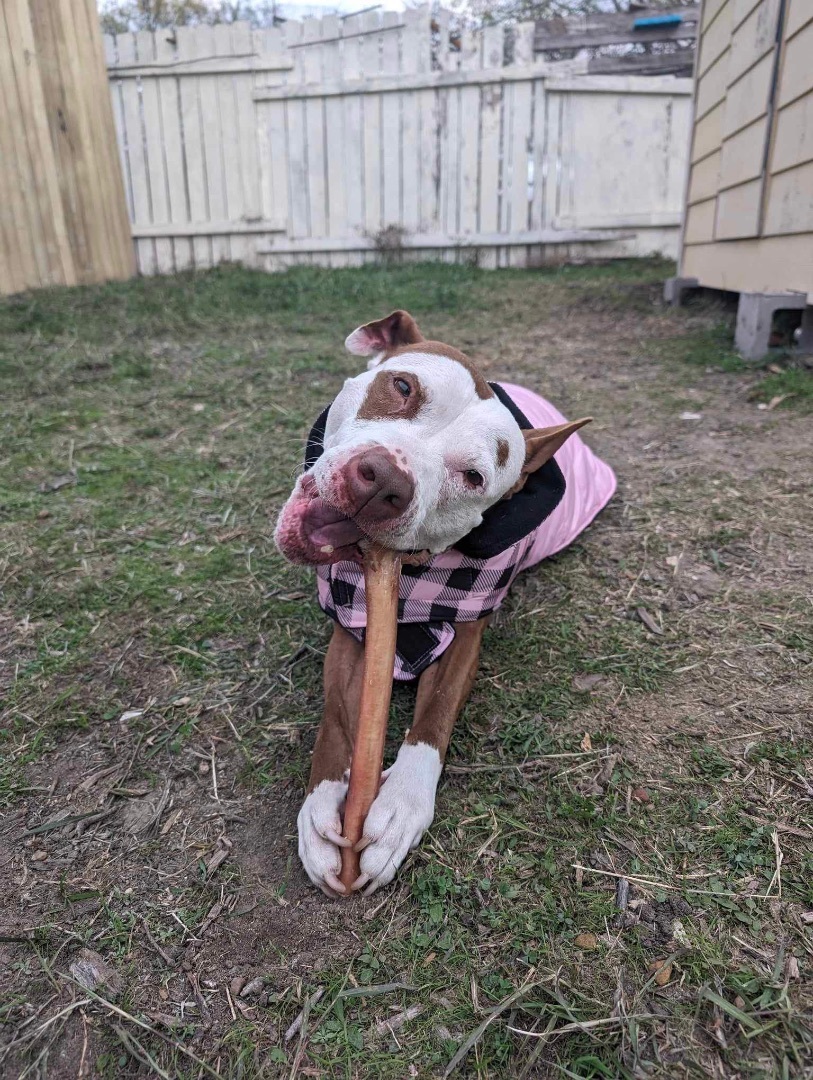 Enlarge Cocoa, a Adopted Pit Bull Terrier in Austin, TX image 2/6