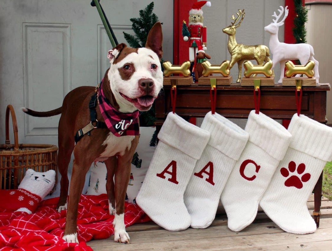 Cocoa, Adopted, Adult Female Pit Bull Terrier.