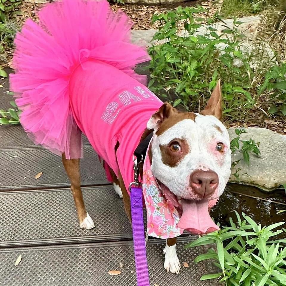 Enlarge Cocoa, a Adopted Pit Bull Terrier in Austin, TX image 4/6