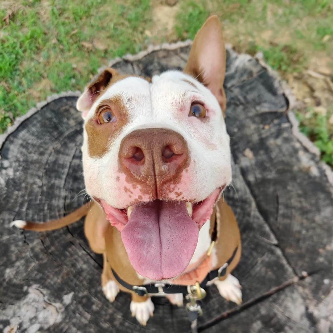 Enlarge Cocoa, a Adopted Pit Bull Terrier in Austin, TX image 5/6
