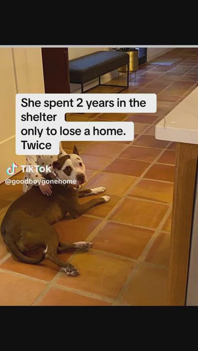 Enlarge Cocoa, a Adopted Pit Bull Terrier in Austin, TX video 6/6