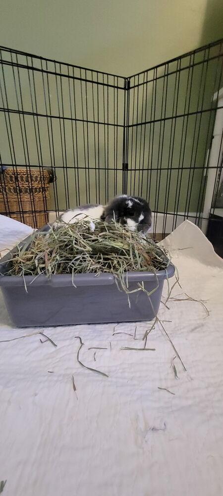 Enlarge Mirabel, a Adoptable mixed breed in Naples, FL image 1/6