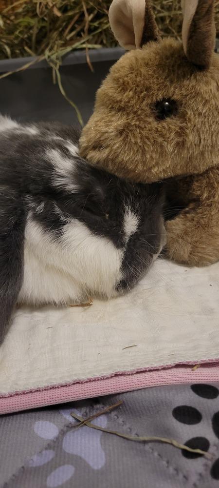 Enlarge Mirabel, a Adoptable mixed breed in Naples, FL image 5/6