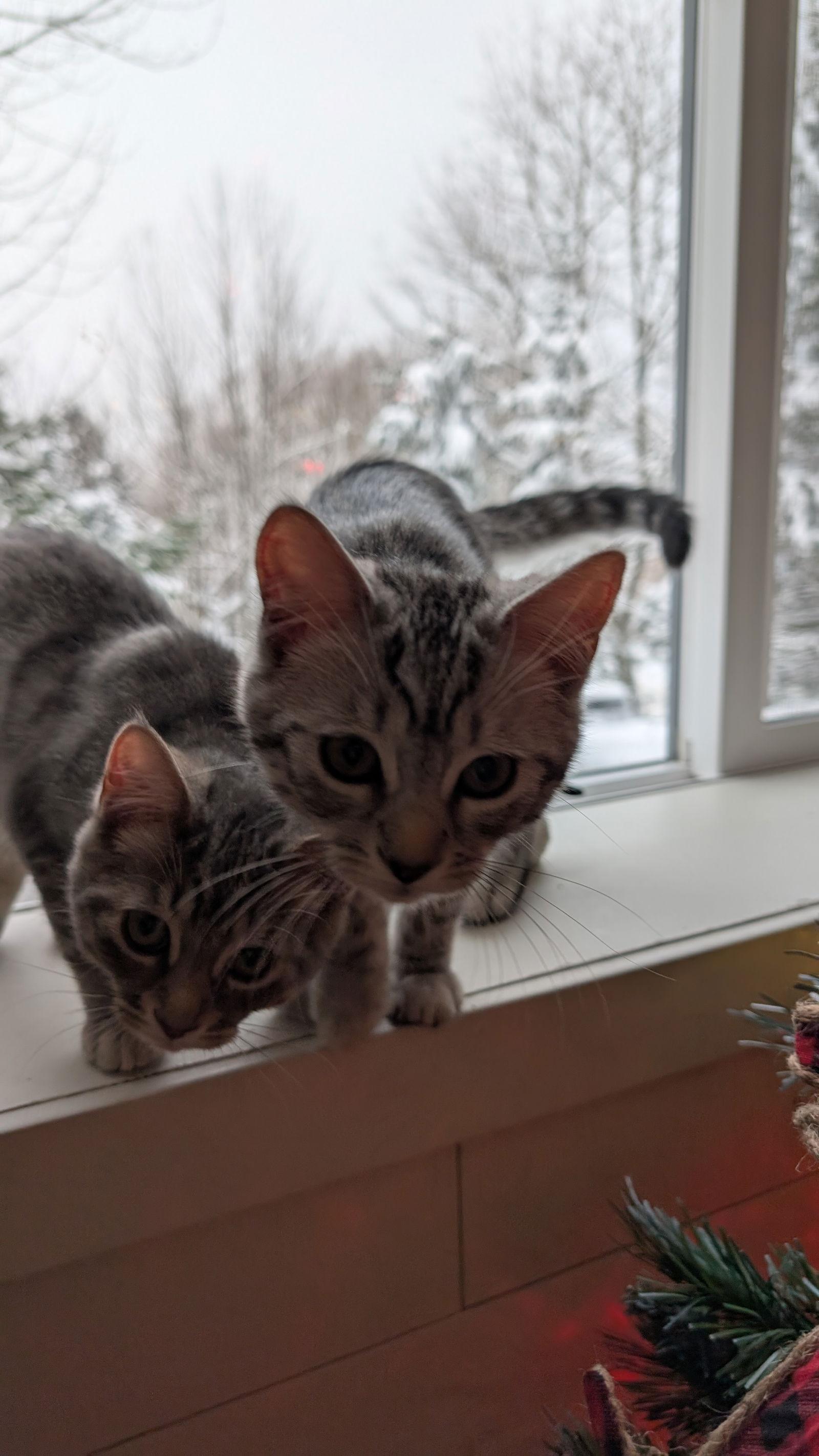 Oslo, Adopted, Kitten Male Domestic Medium Hair.