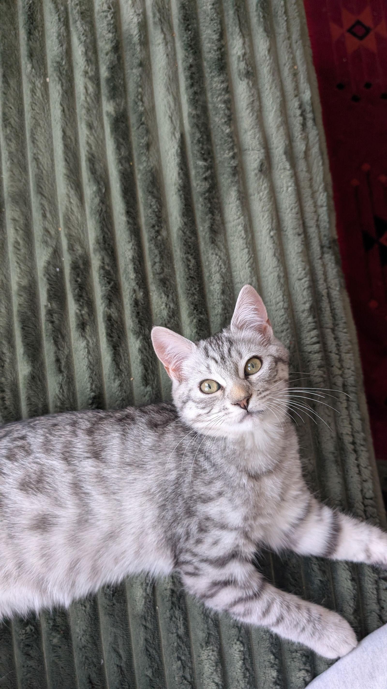 Enlarge Oslo, a Adopted Domestic Medium Hair in Montreal, QC image 2/2