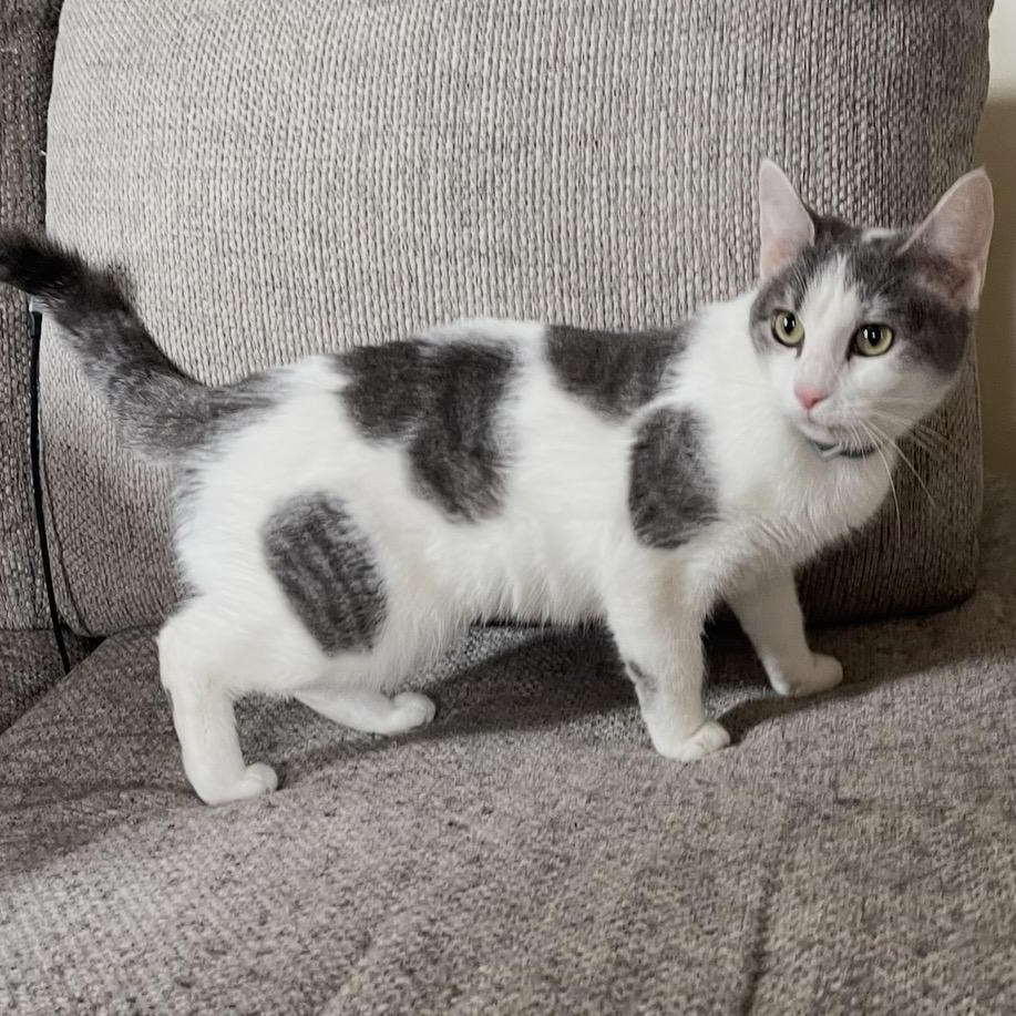 Enlarge Dolly Ditalini, an adopted mixed breed in Scranton, PA image 2/4