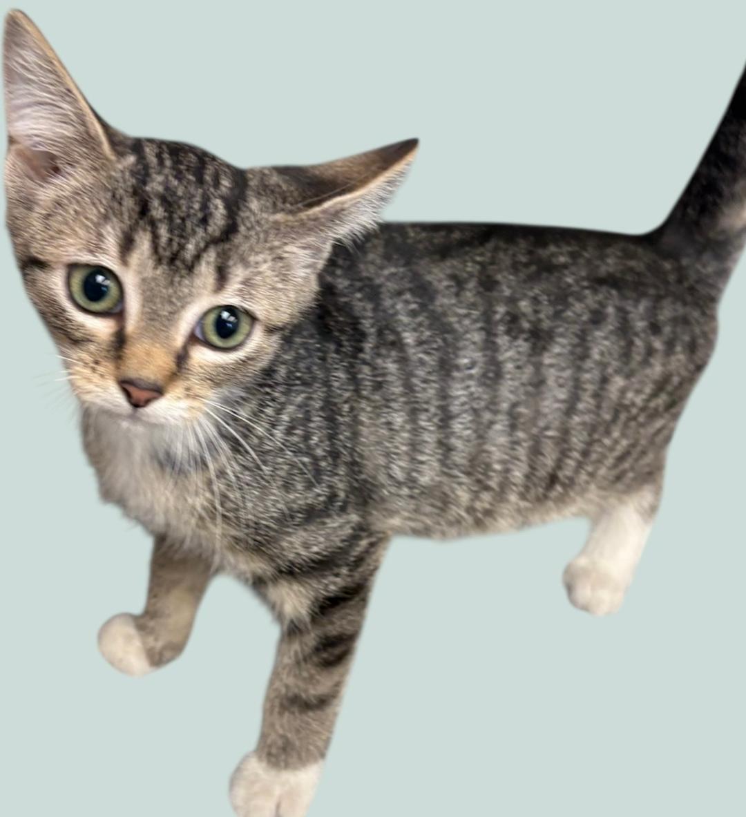 Enlarge Rey, a Adoptable mixed breed in New Castle, IN image 1/1