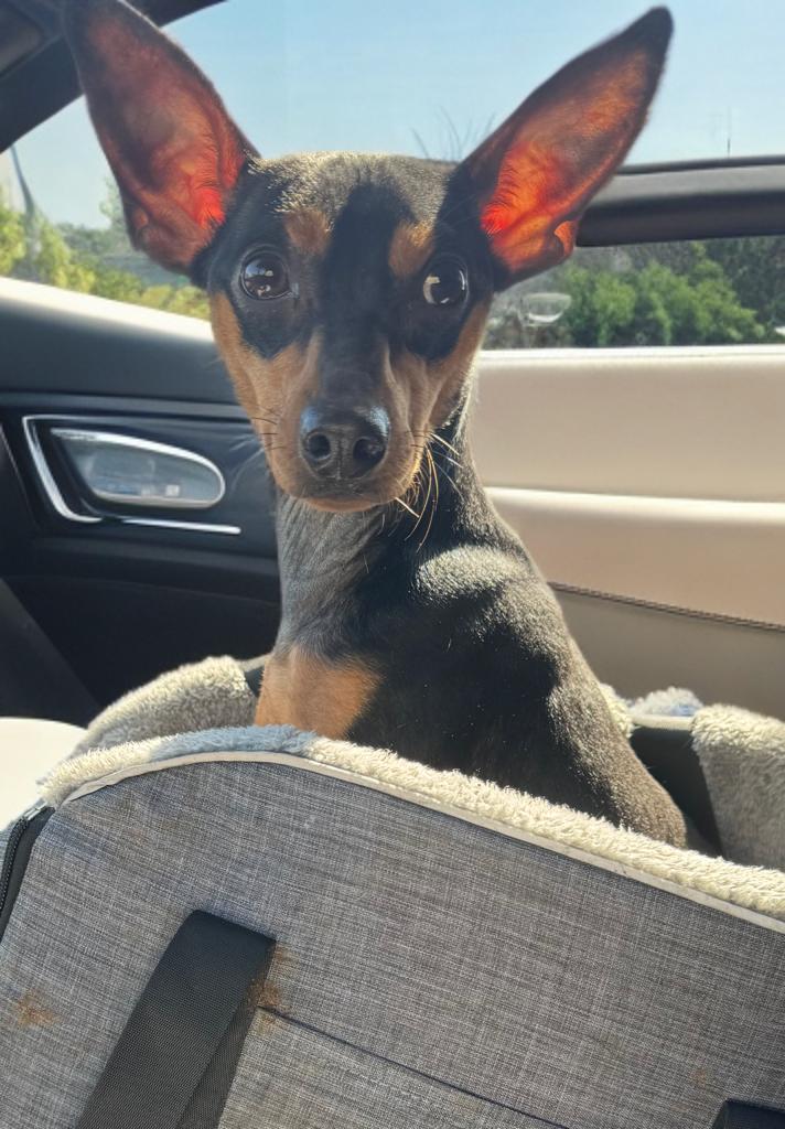 Enlarge Alex, a ADOPTABLE Miniature Pinscher in San Antonio, TX image 4/4