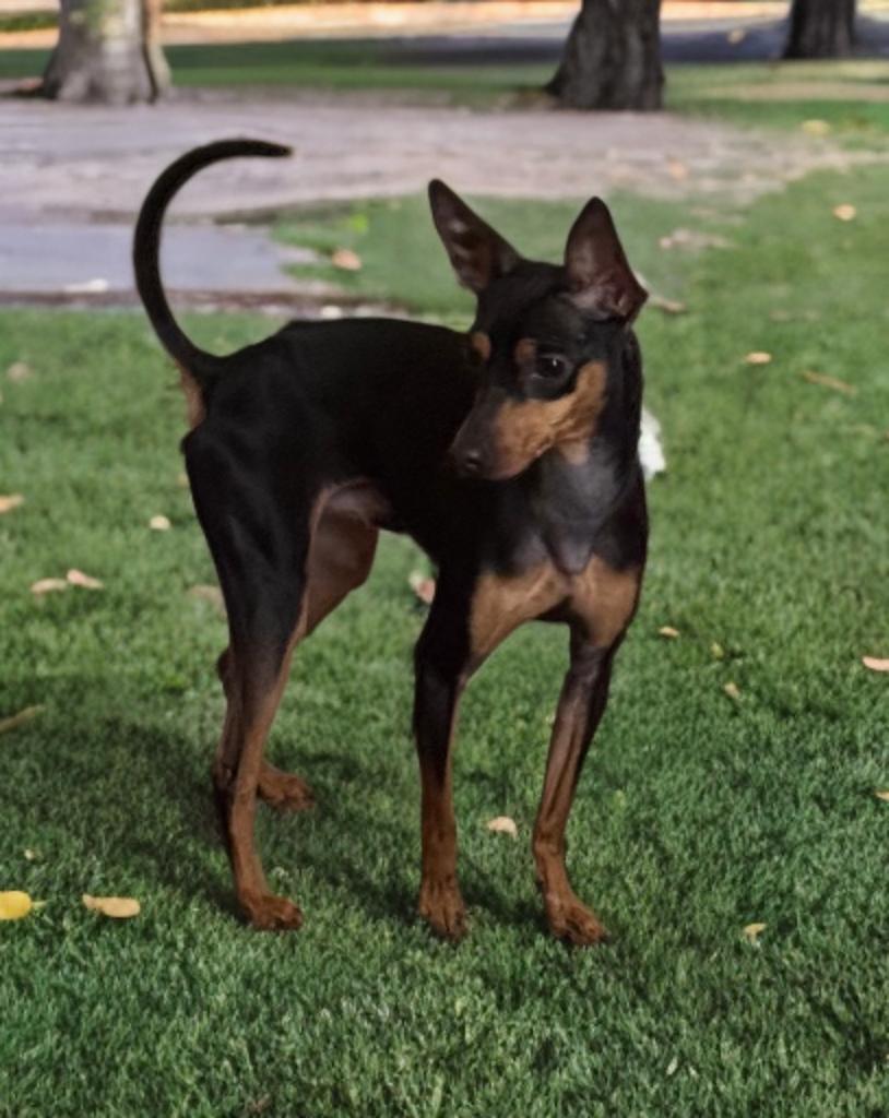 Enlarge Alex, a ADOPTABLE Miniature Pinscher in San Antonio, TX image 3/4