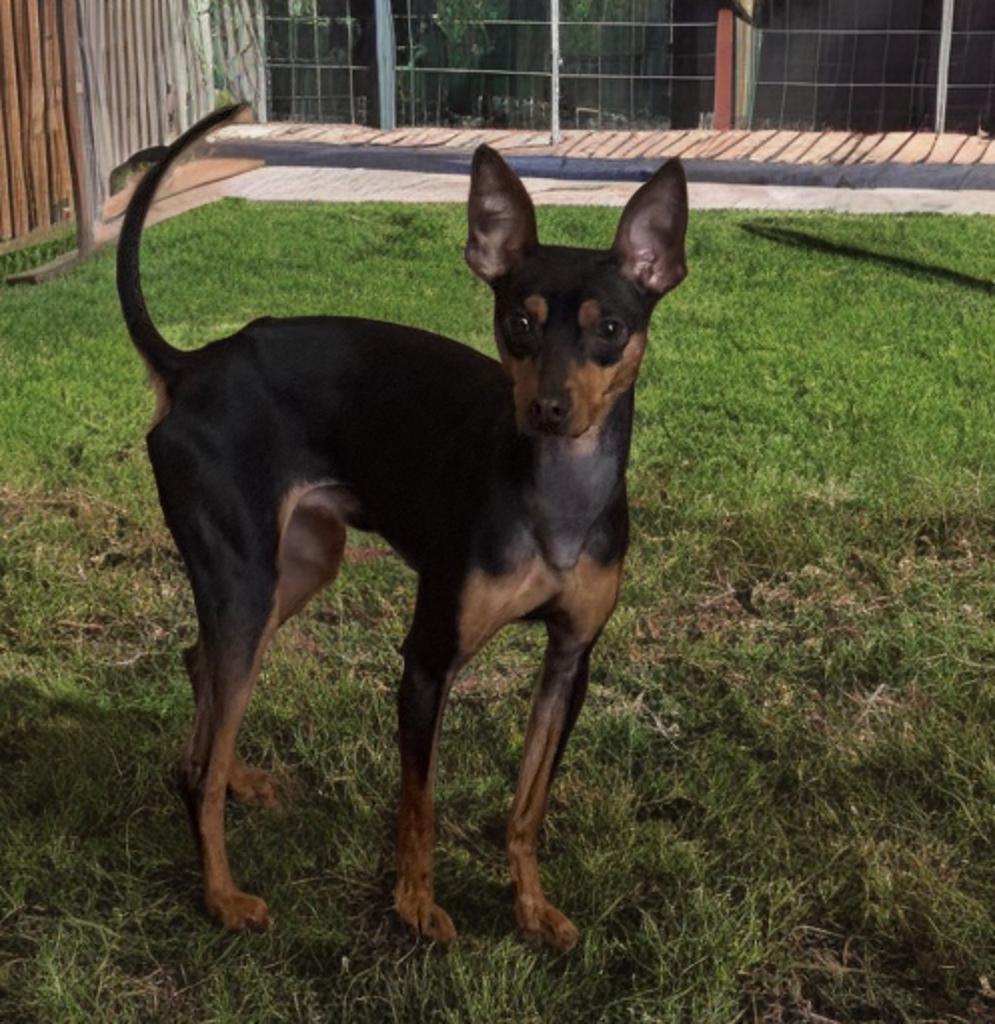 Enlarge Alex, a ADOPTABLE Miniature Pinscher in San Antonio, TX image 2/4