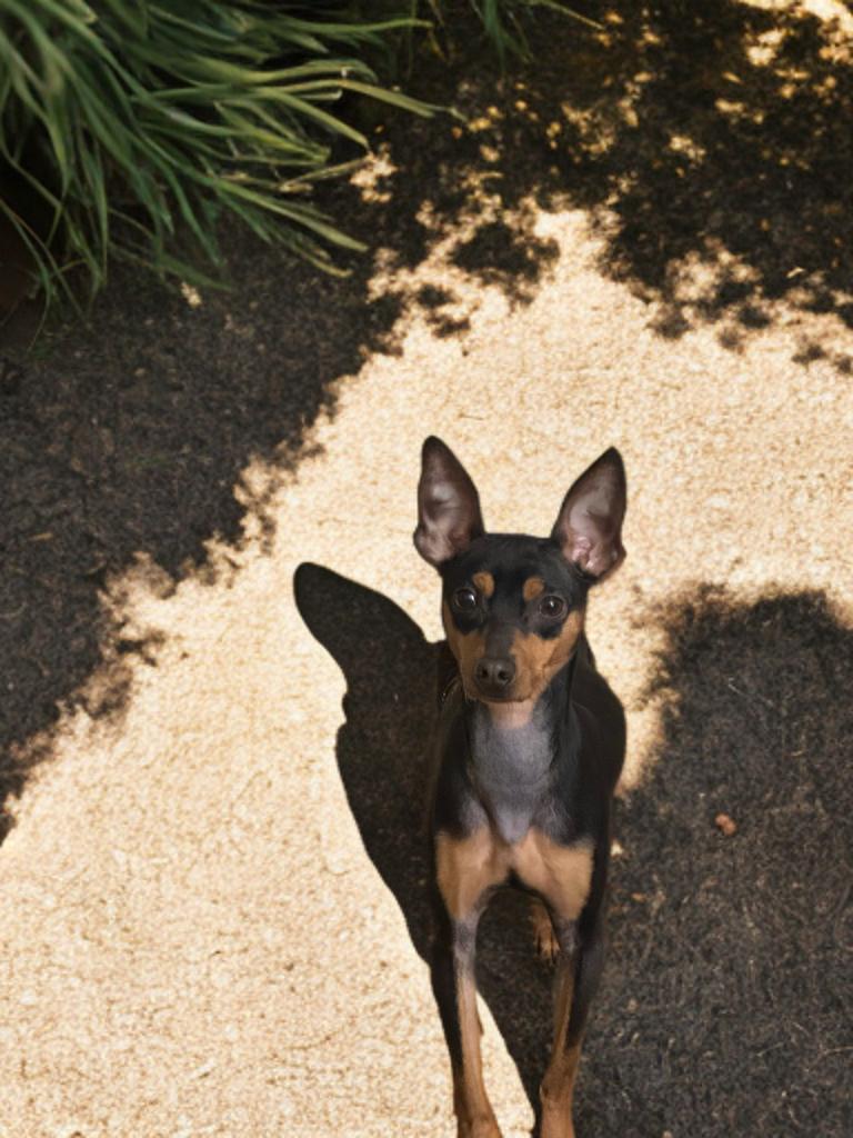 Enlarge Alex, a ADOPTABLE Miniature Pinscher in San Antonio, TX image 1/4
