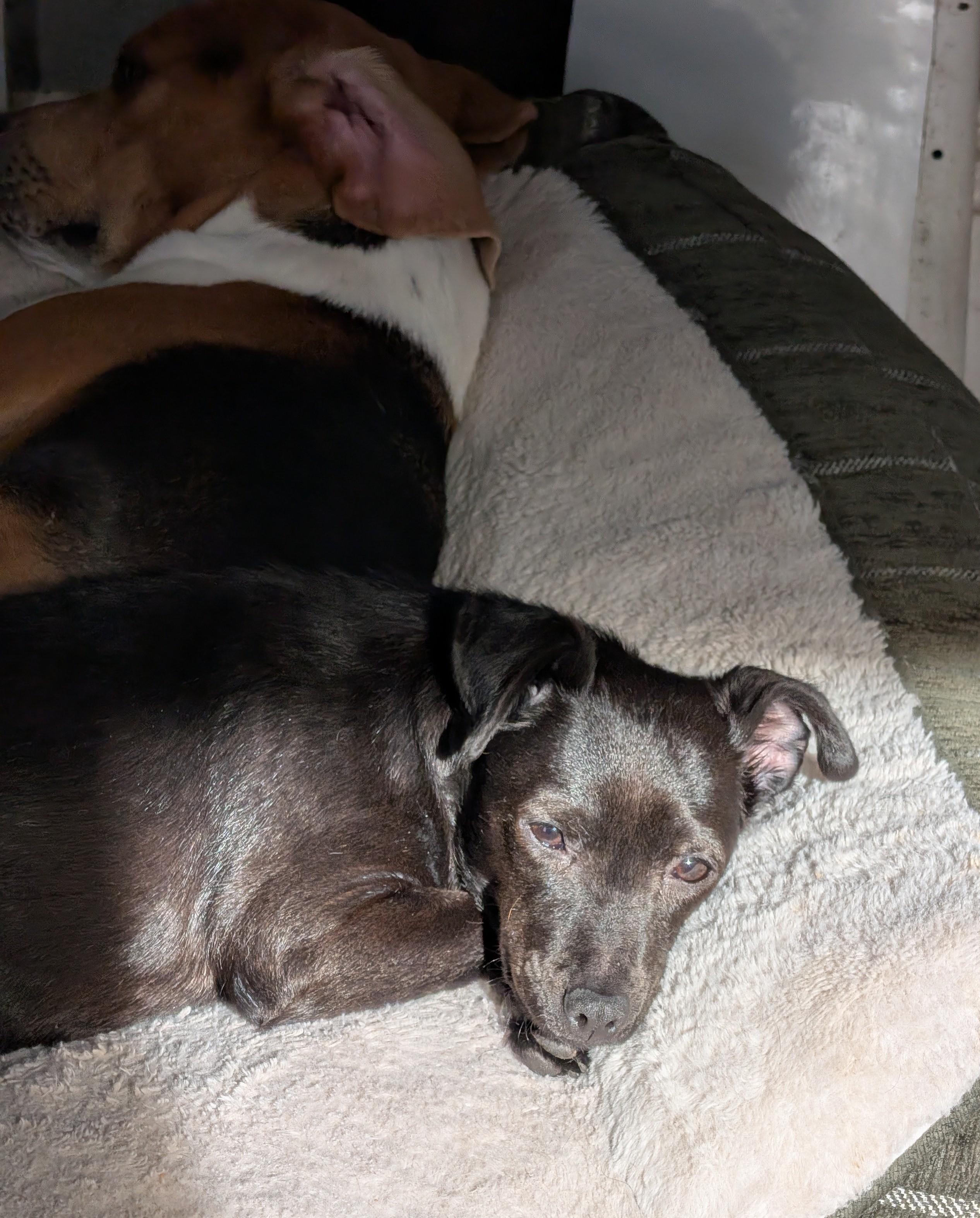 Elvira, a ADOPTABLE mixed breed in Rochester, MN image 4/5