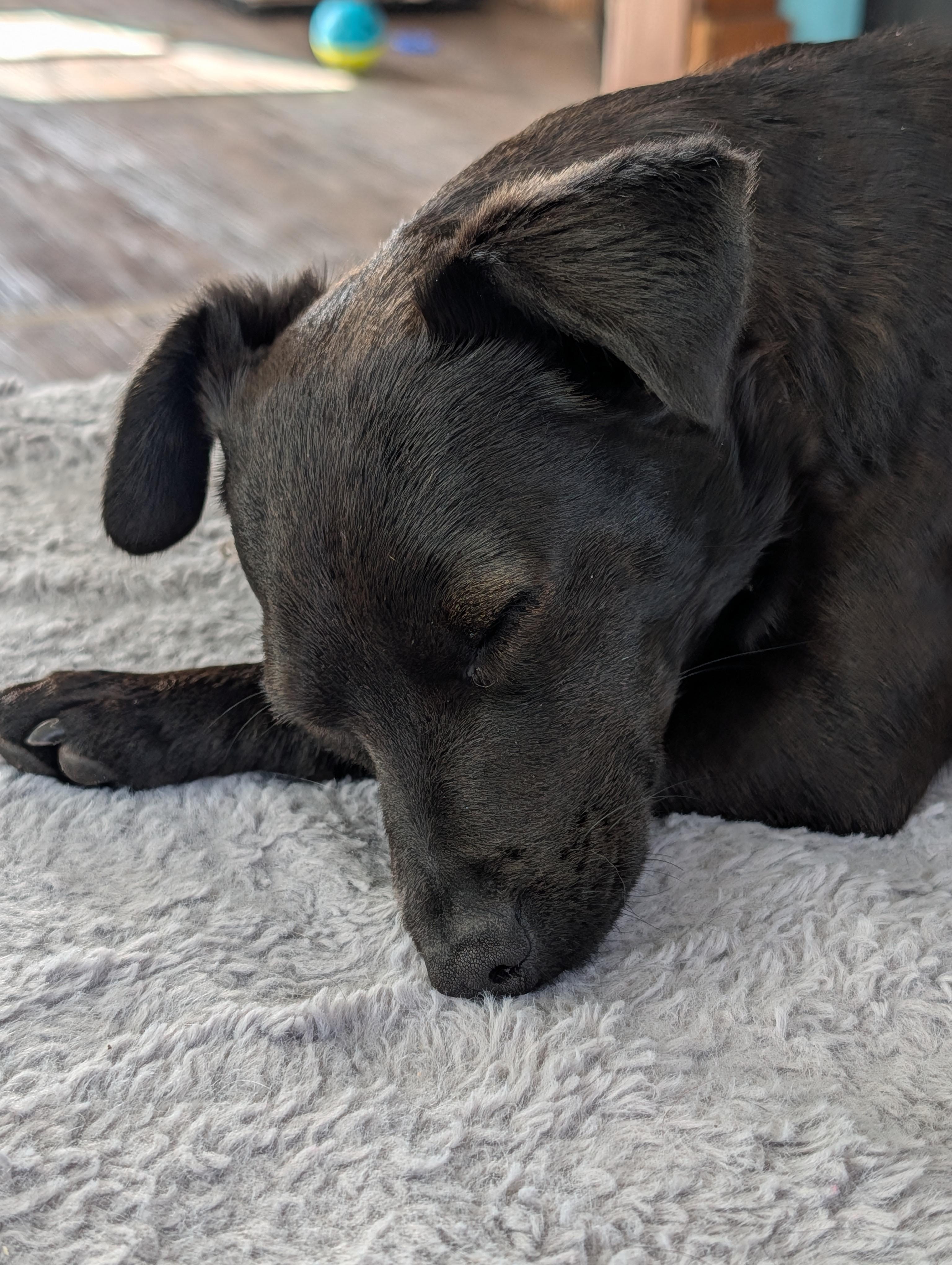 Enlarge Elvira, a ADOPTABLE mixed breed in Rochester, MN image 6/6