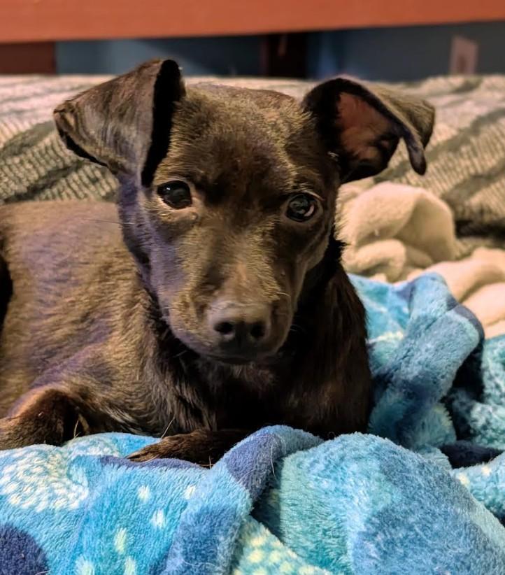 Elvira - bonded with Canelita, a ADOPTABLE mixed breed in Rochester, MN image 2/6