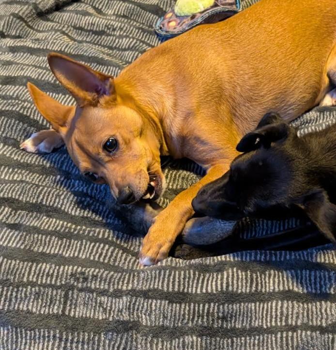 Elvira - bonded with Canelita, a ADOPTABLE mixed breed in Rochester, MN image 5/6