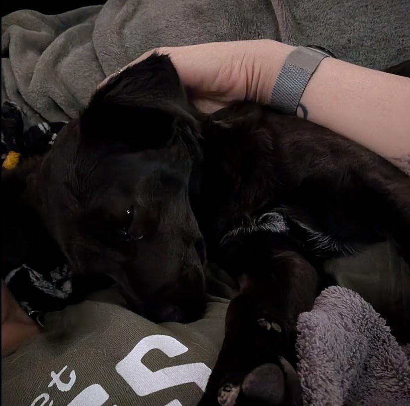 Enlarge Elvira, a ADOPTABLE mixed breed in Rochester, MN image 4/6