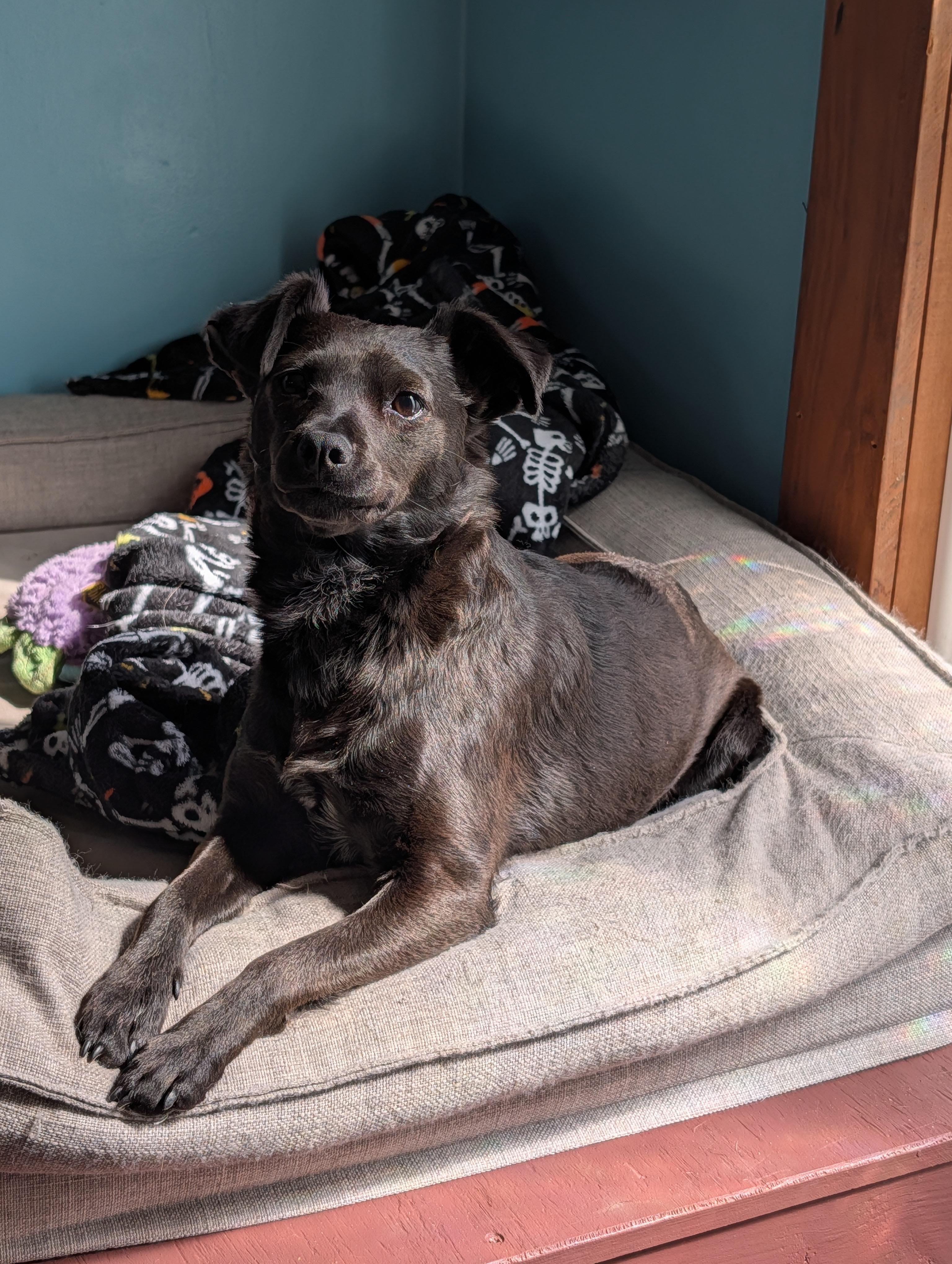 Elvira, ADOPTABLE, Young Female Chihuahua & Mixed Breed.