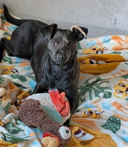 Elvira, ADOPTABLE, Young Female Chihuahua & Patterdale Terrier / Fell Terrier.