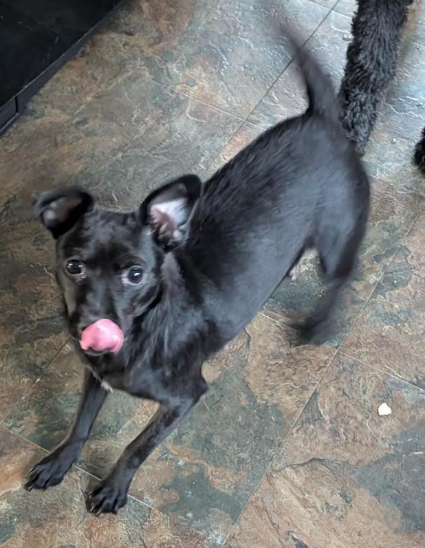 Elvira - bonded with Canelita, a ADOPTABLE mixed breed in Rochester, MN image 3/6