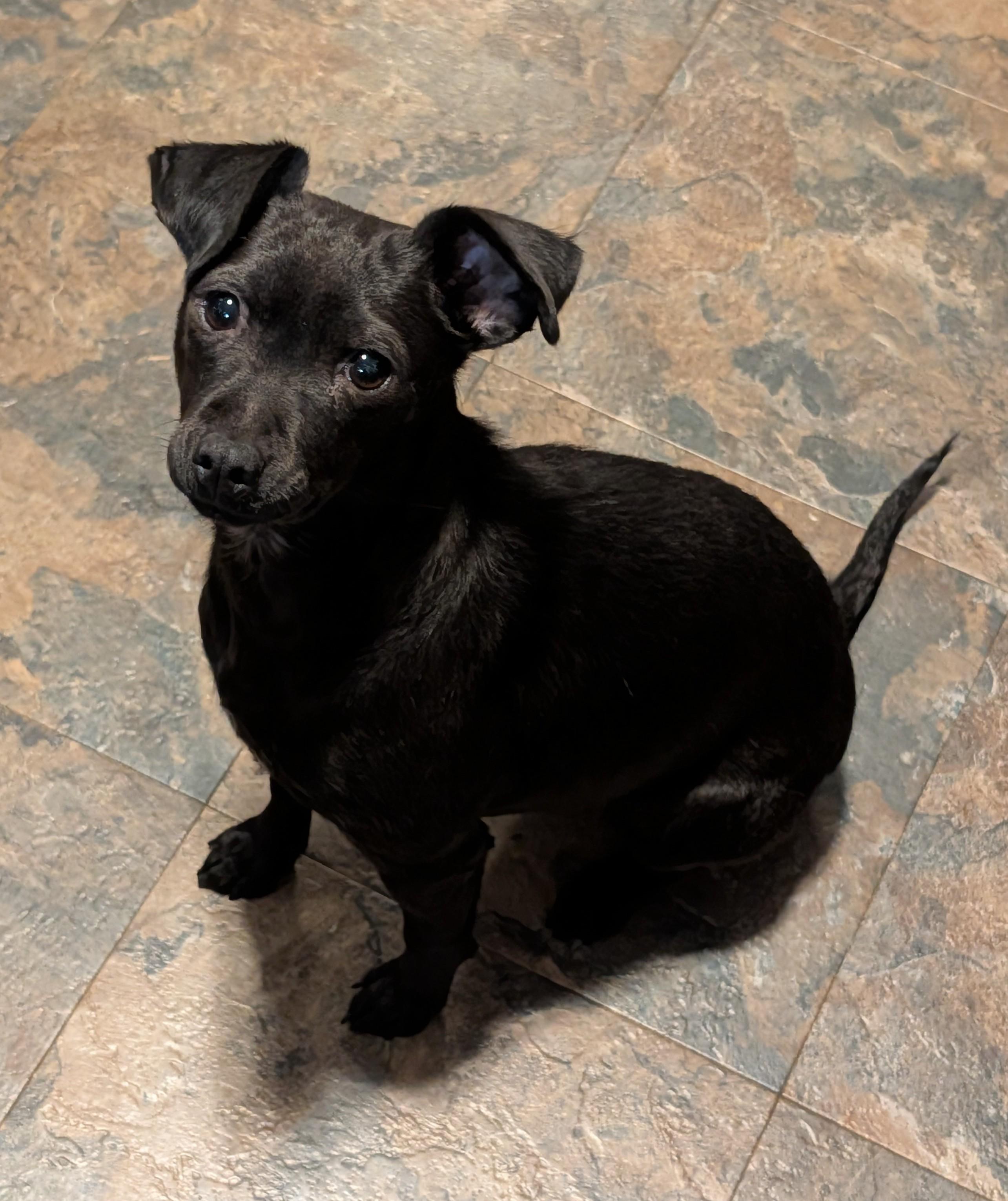 Elvira, a ADOPTABLE mixed breed in Rochester, MN image 2/5