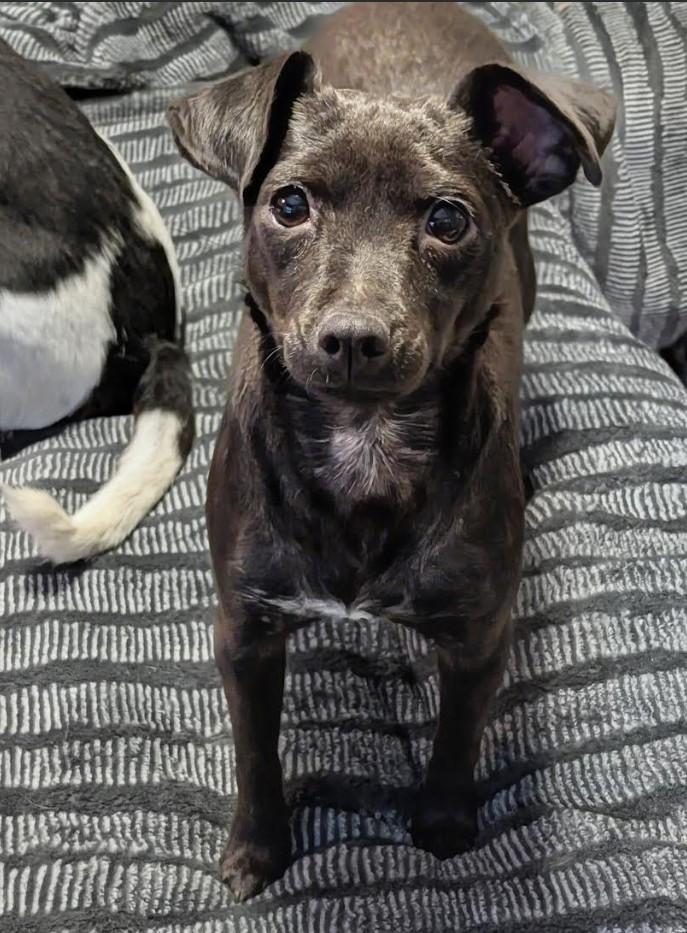 Elvira - bonded with Canelita, a ADOPTABLE mixed breed in Rochester, MN image 1/6