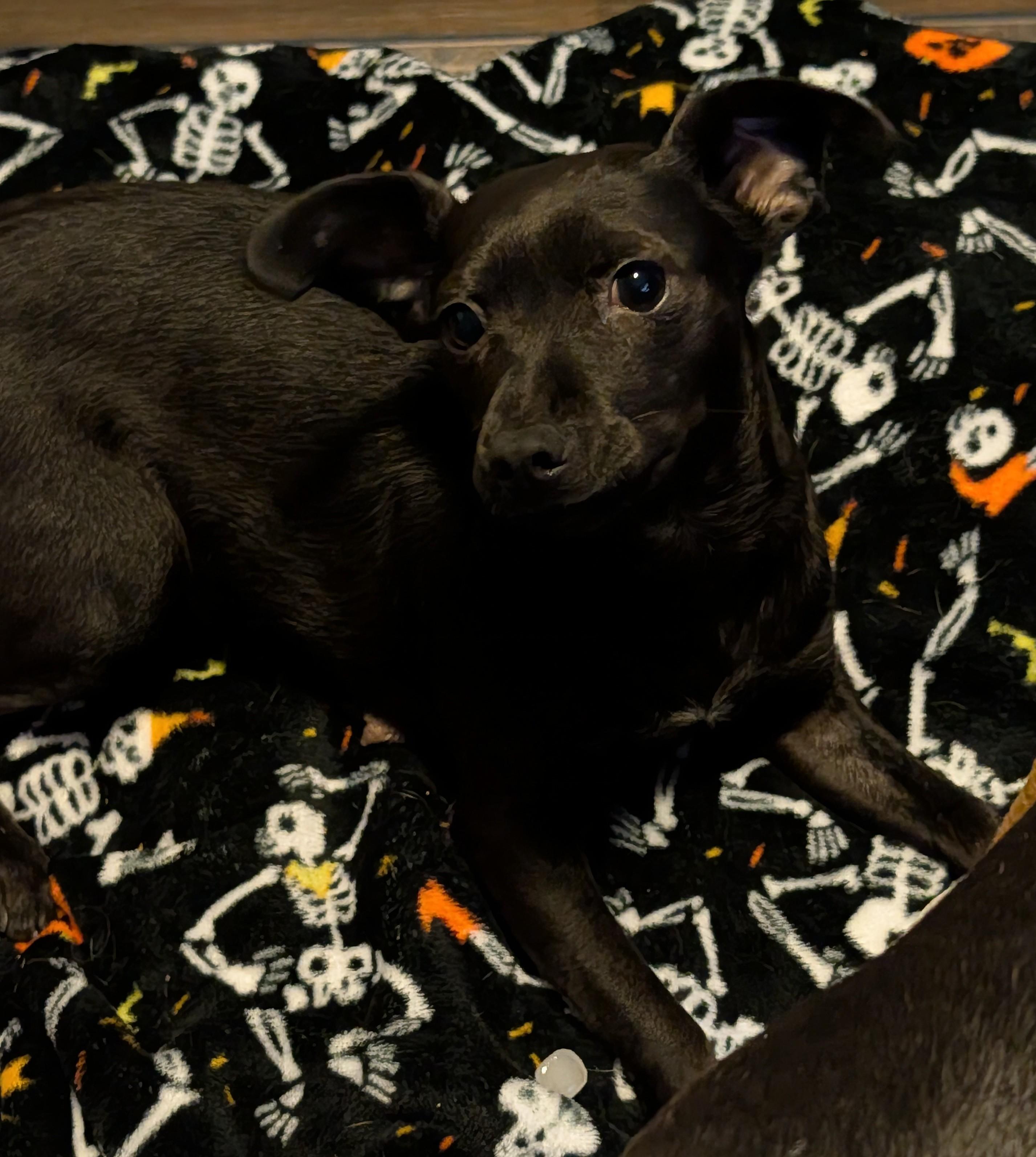 Elvira, a ADOPTABLE mixed breed in Rochester, MN image 3/5